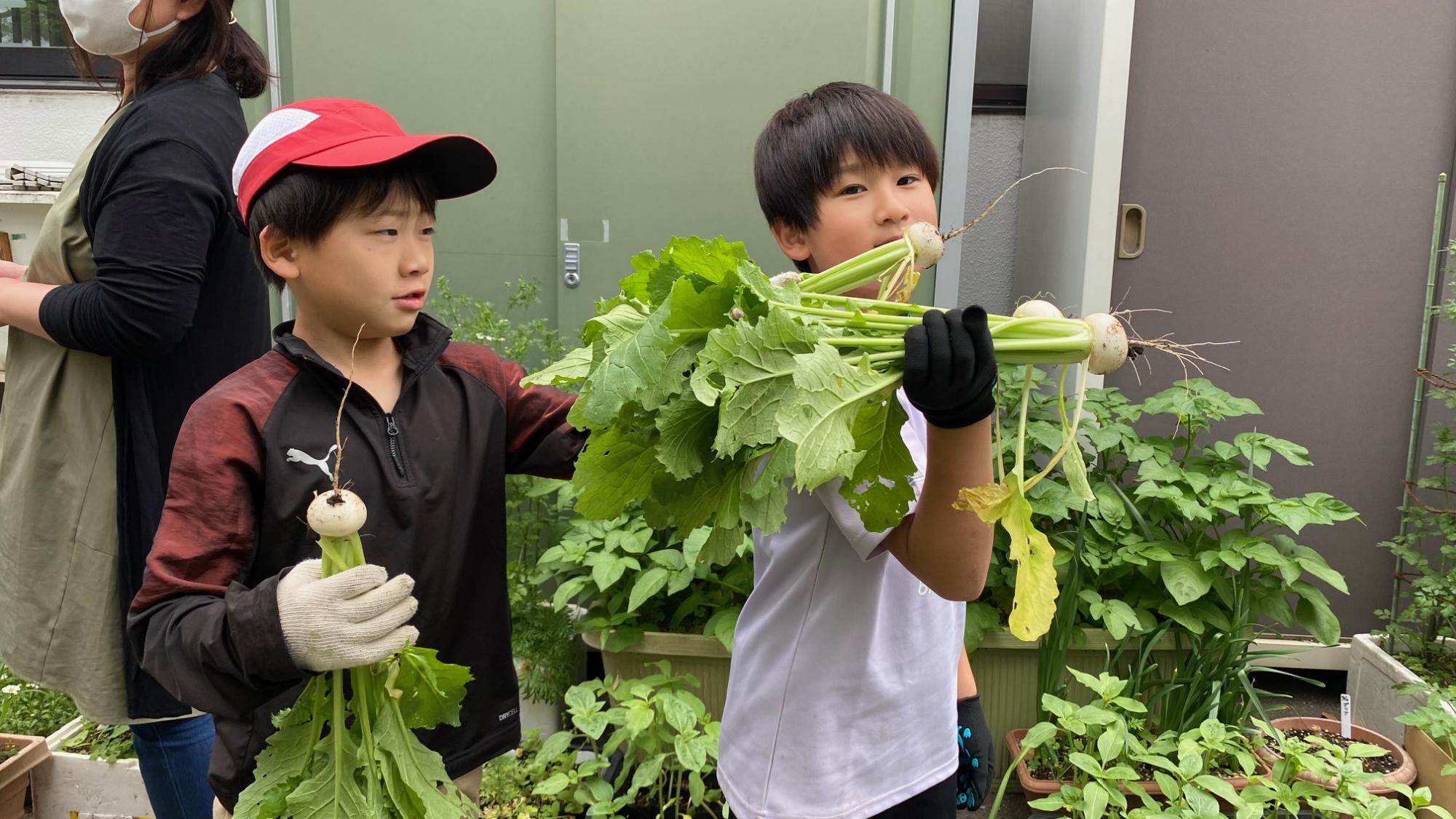 収穫した大根を手に持つ小学生の写真