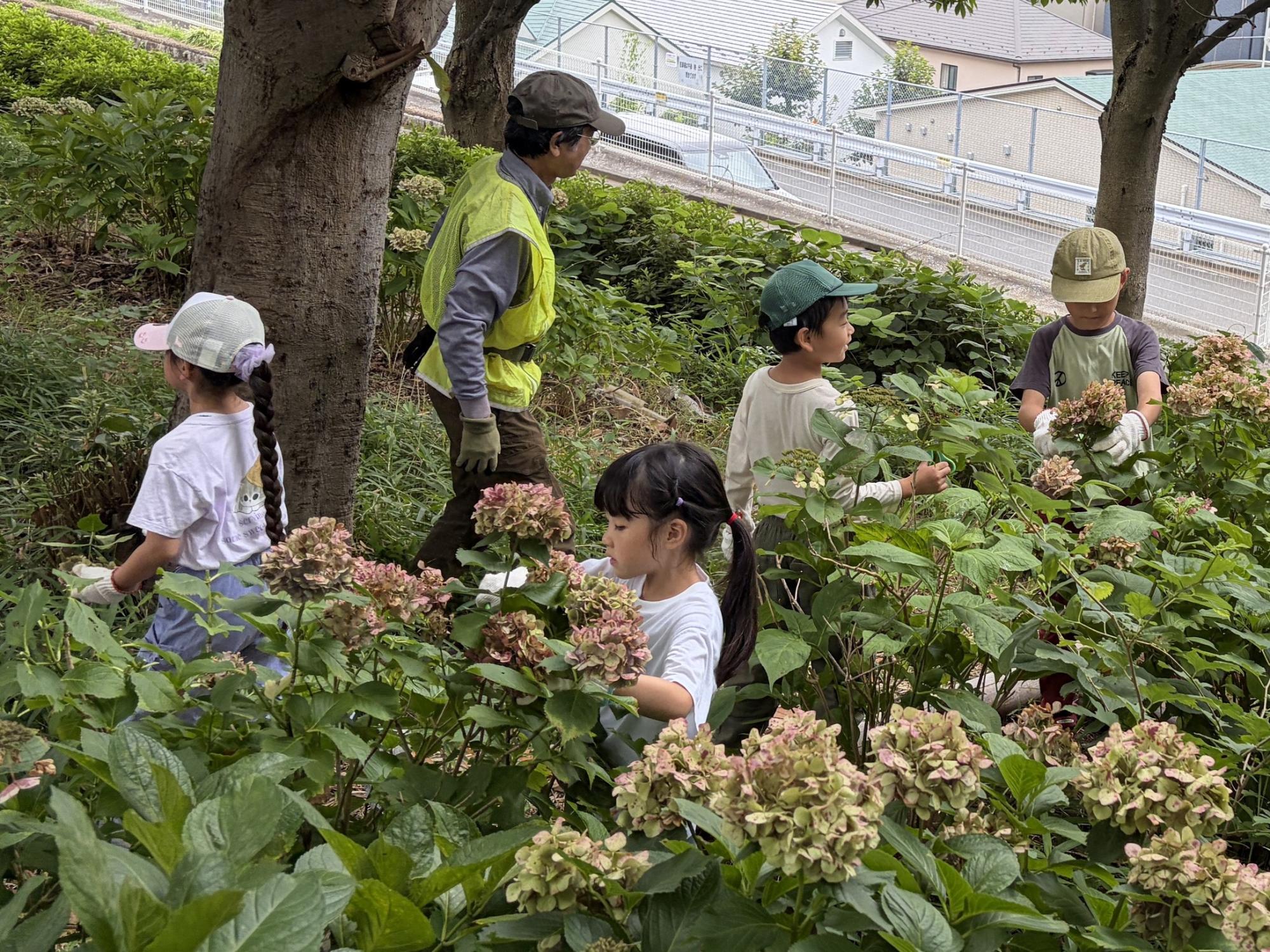 稲の植え付けの様子。