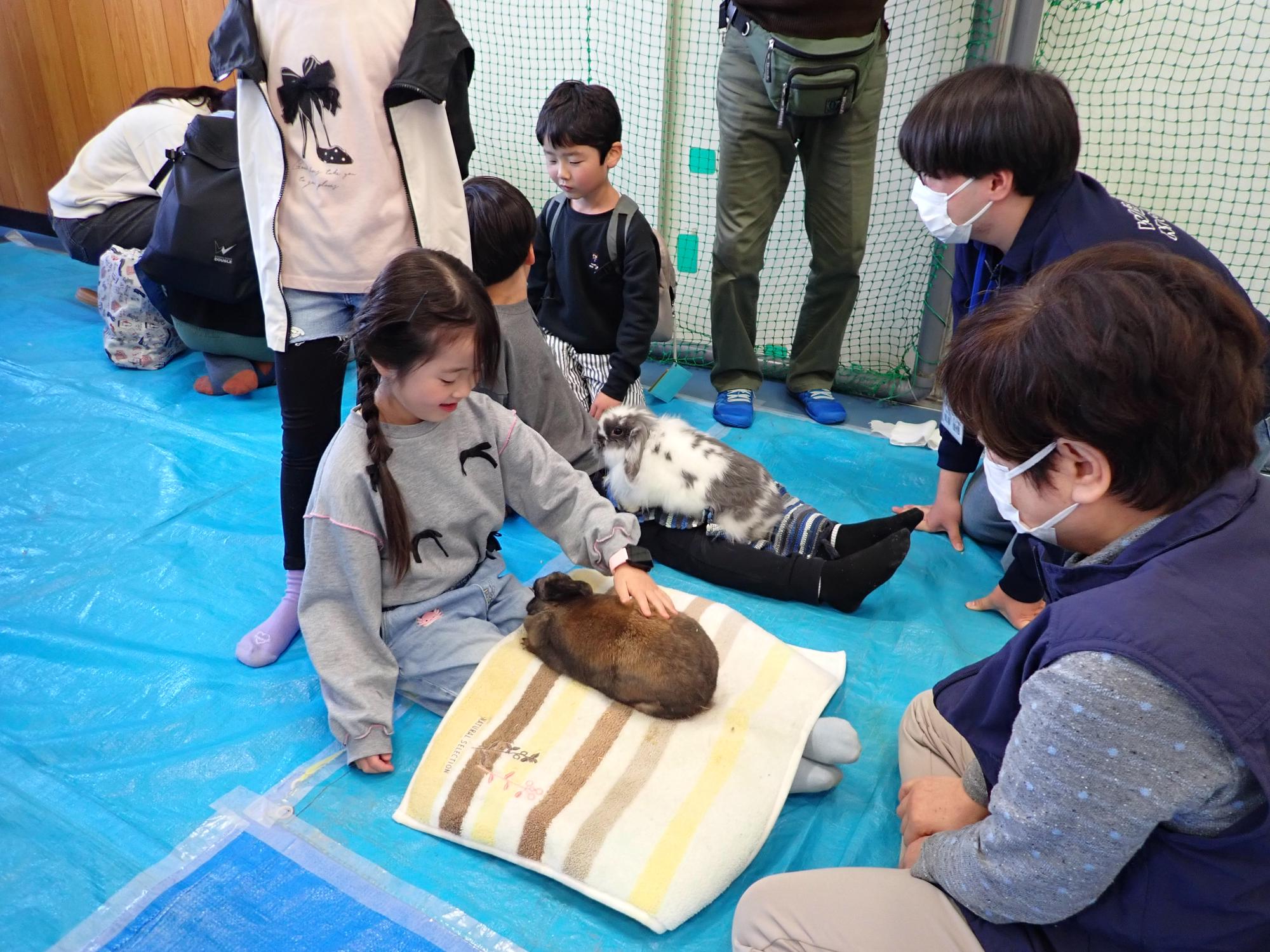子どもがウサギを触っている様子