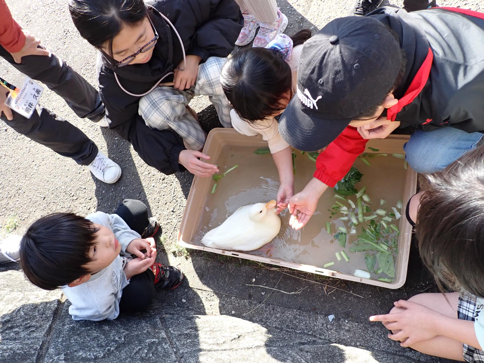 子どもたちがアヒルに餌をあげている様子