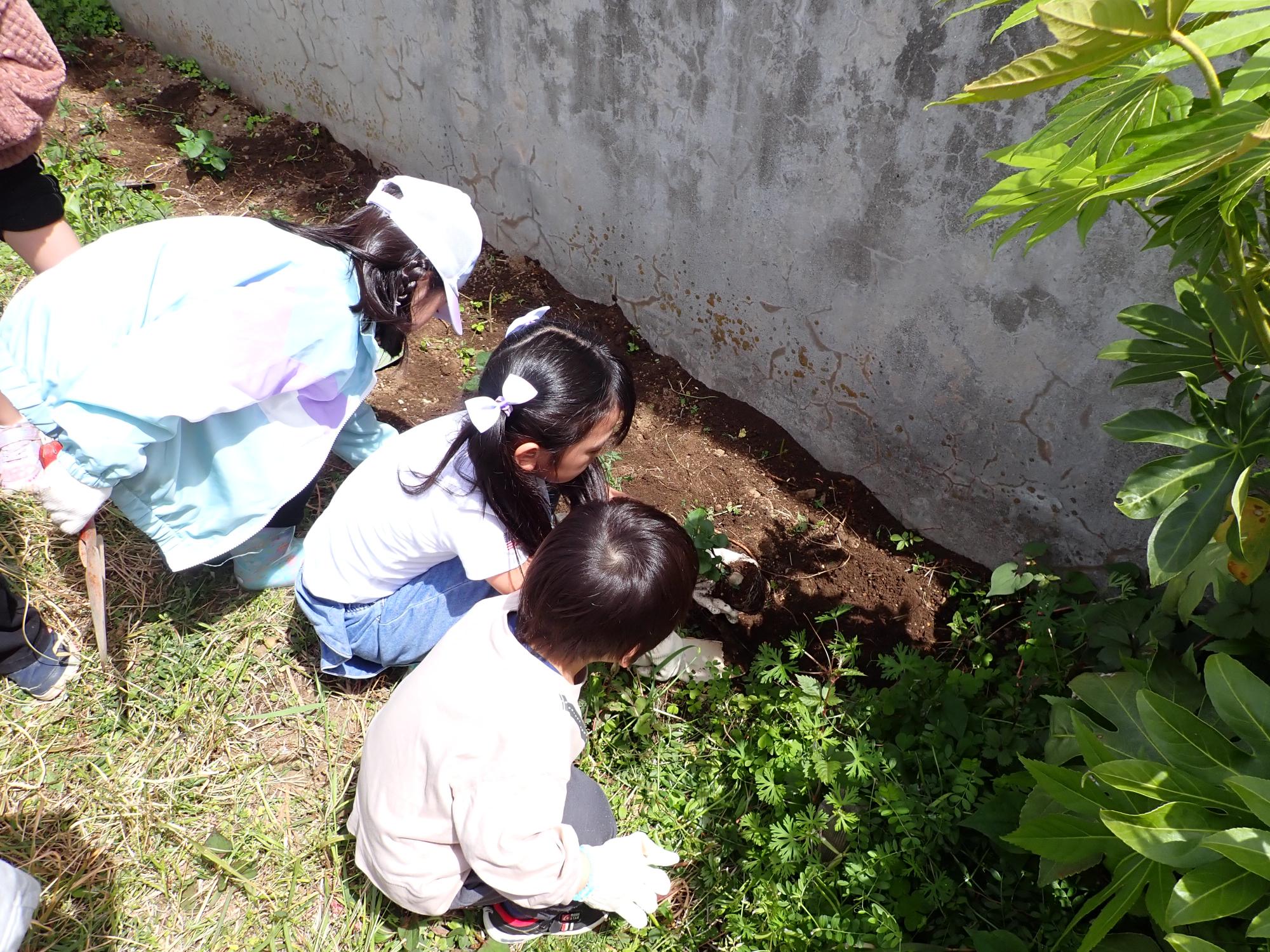 じゃがいもを植える子どもたちの写真