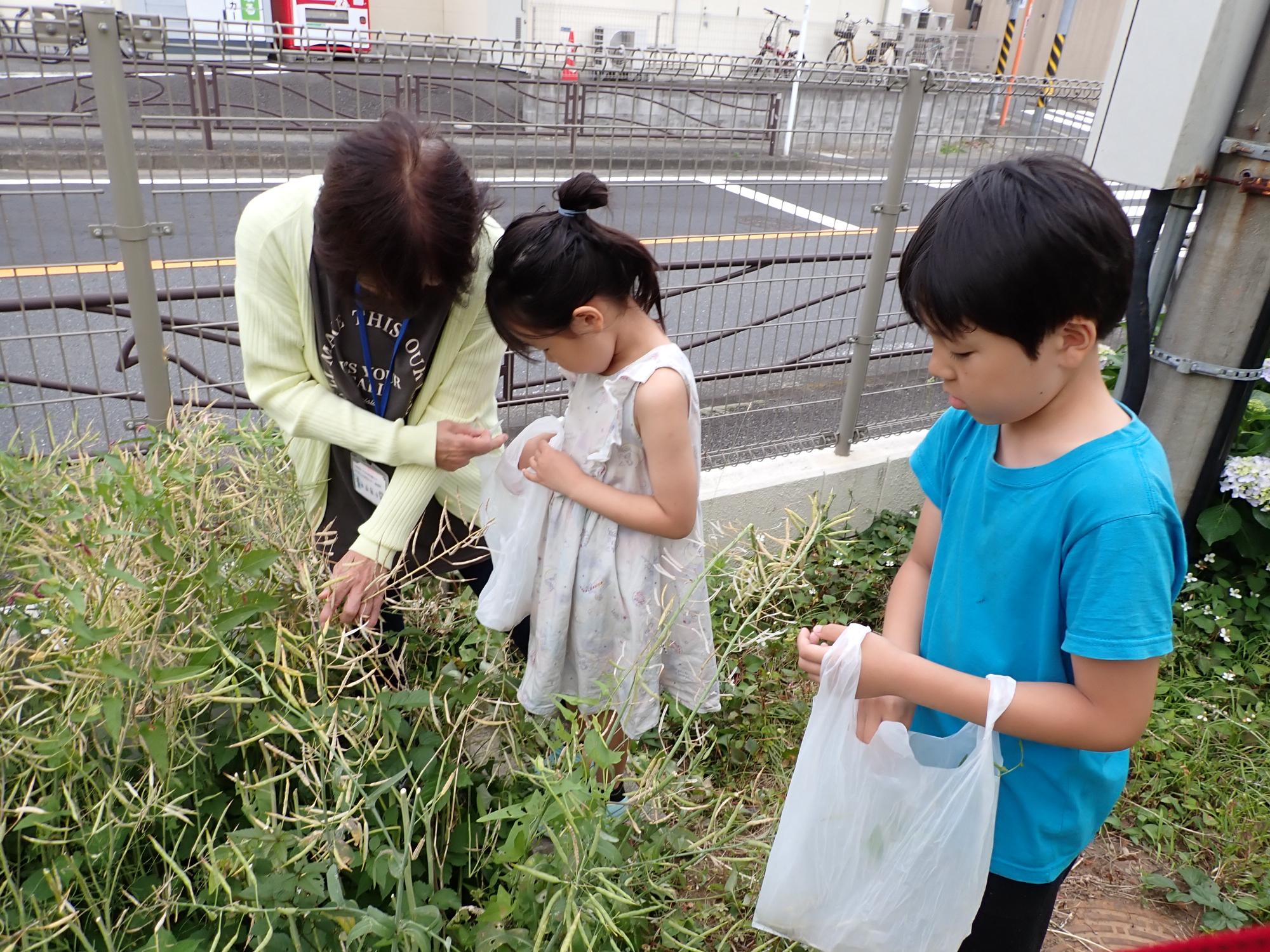 職員にどんな菜種を収穫すれば良いか聞いている参加者の写真
