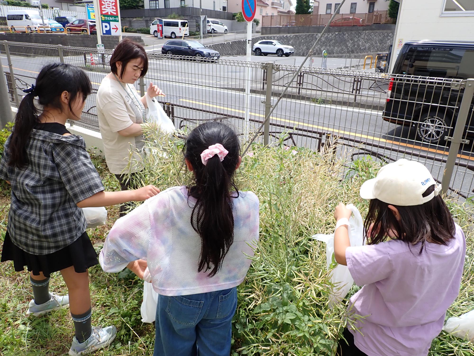職員と一緒に菜種を収穫する子どもたちの写真