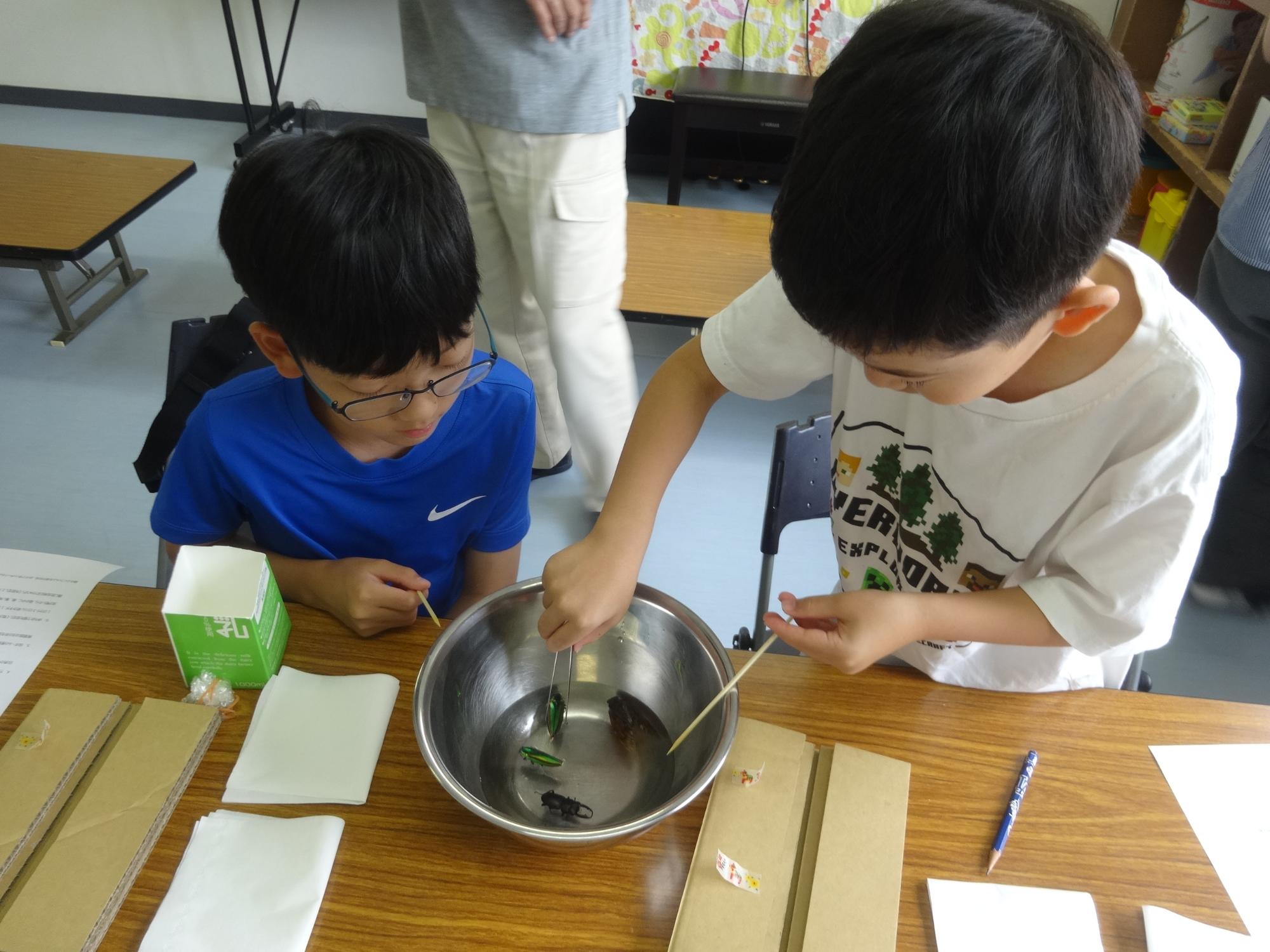 昆虫の標本作りをする小学生