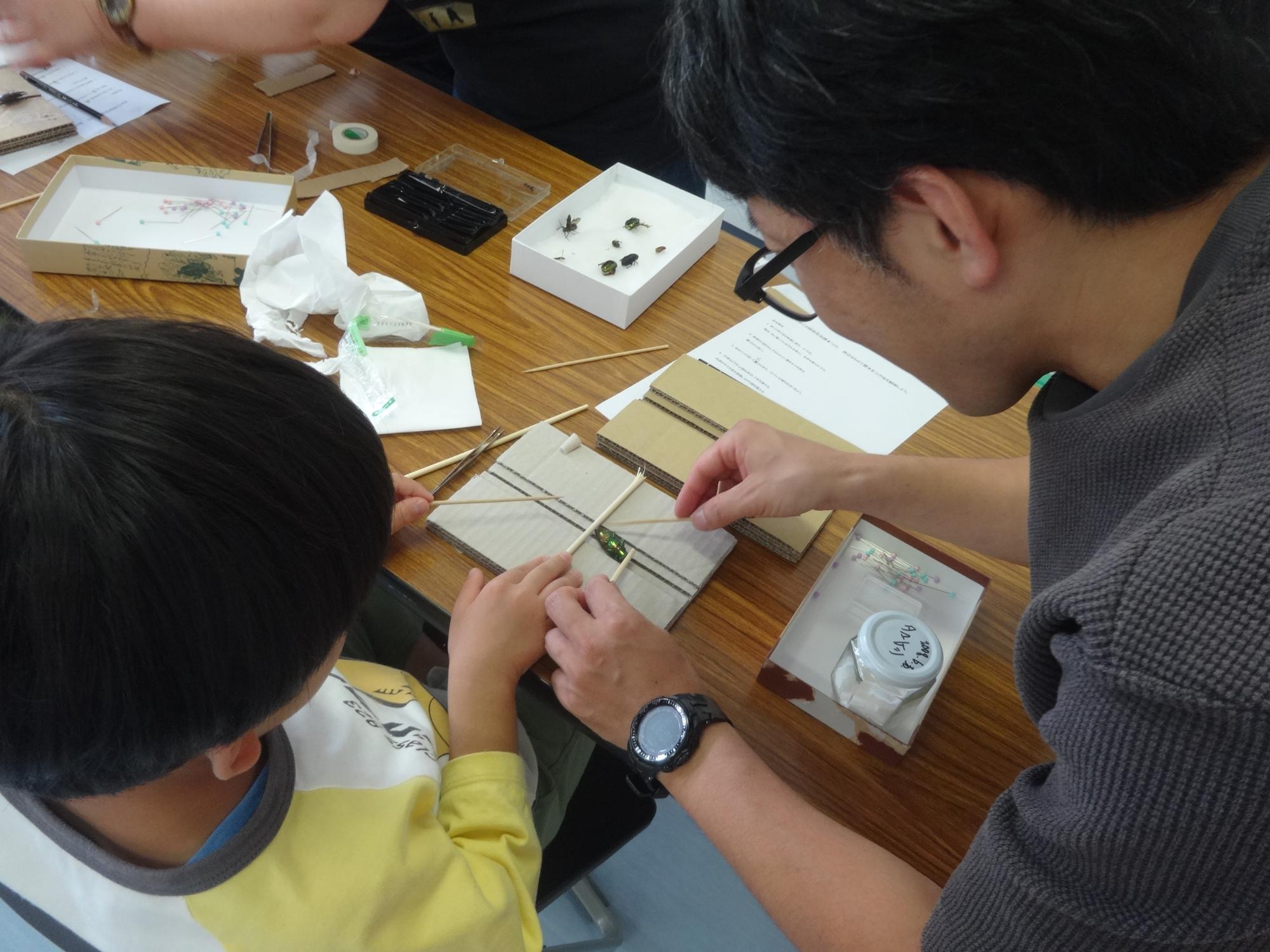 昆虫の標本を作る小学生