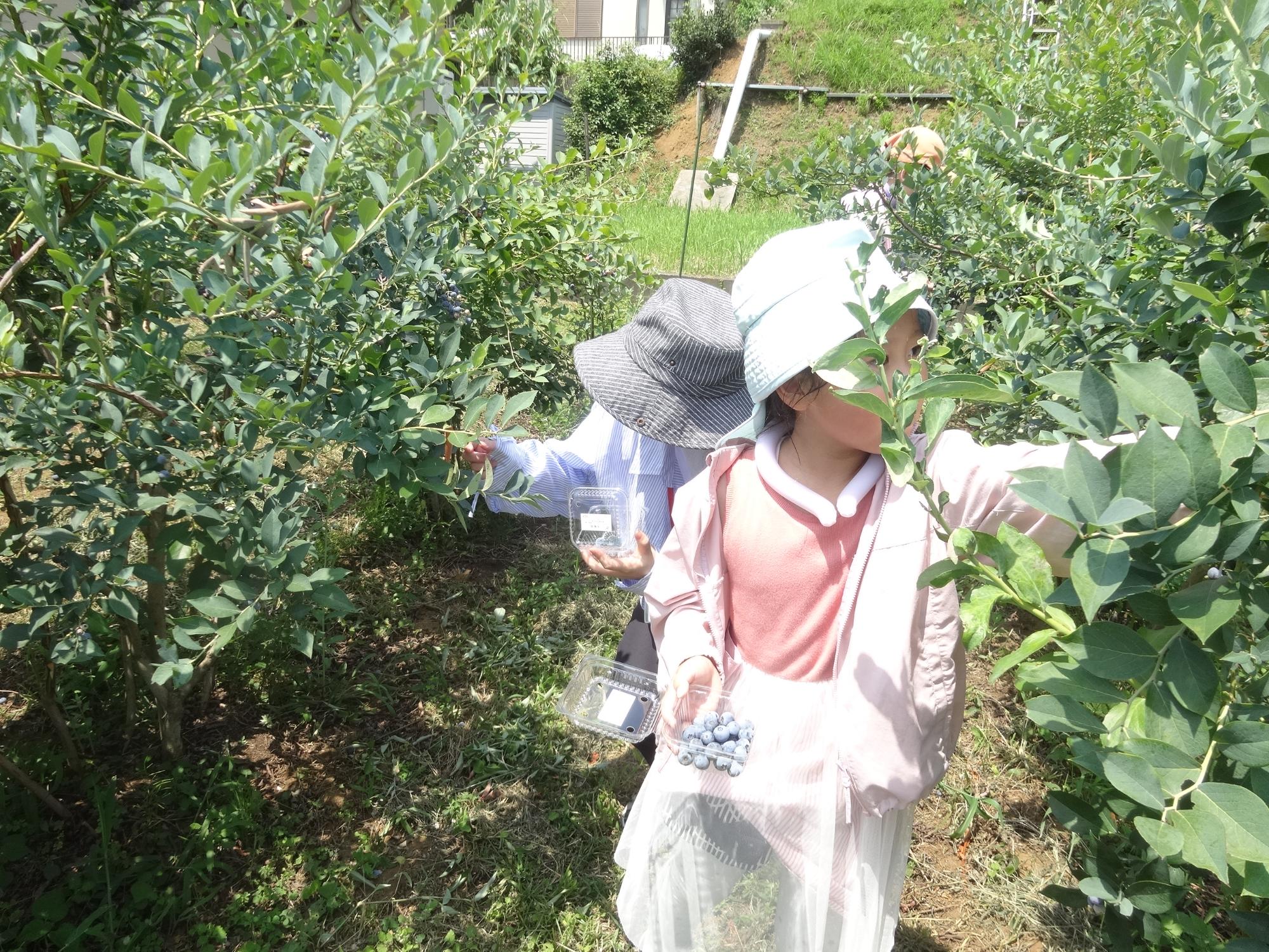 ブルーベリーを摘み取る小学1年生
