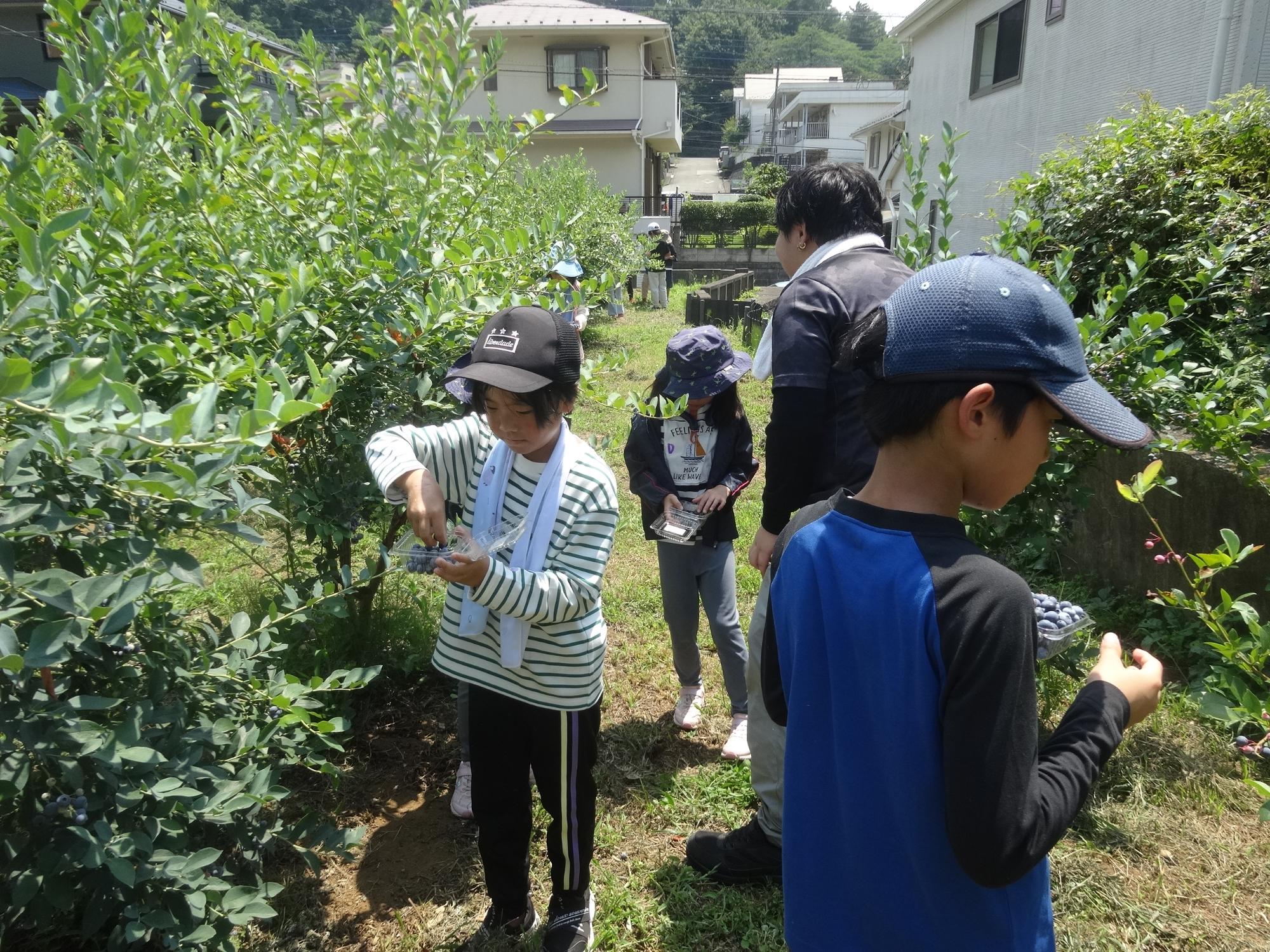 ブルーベリーを摘み取る小学生たち
