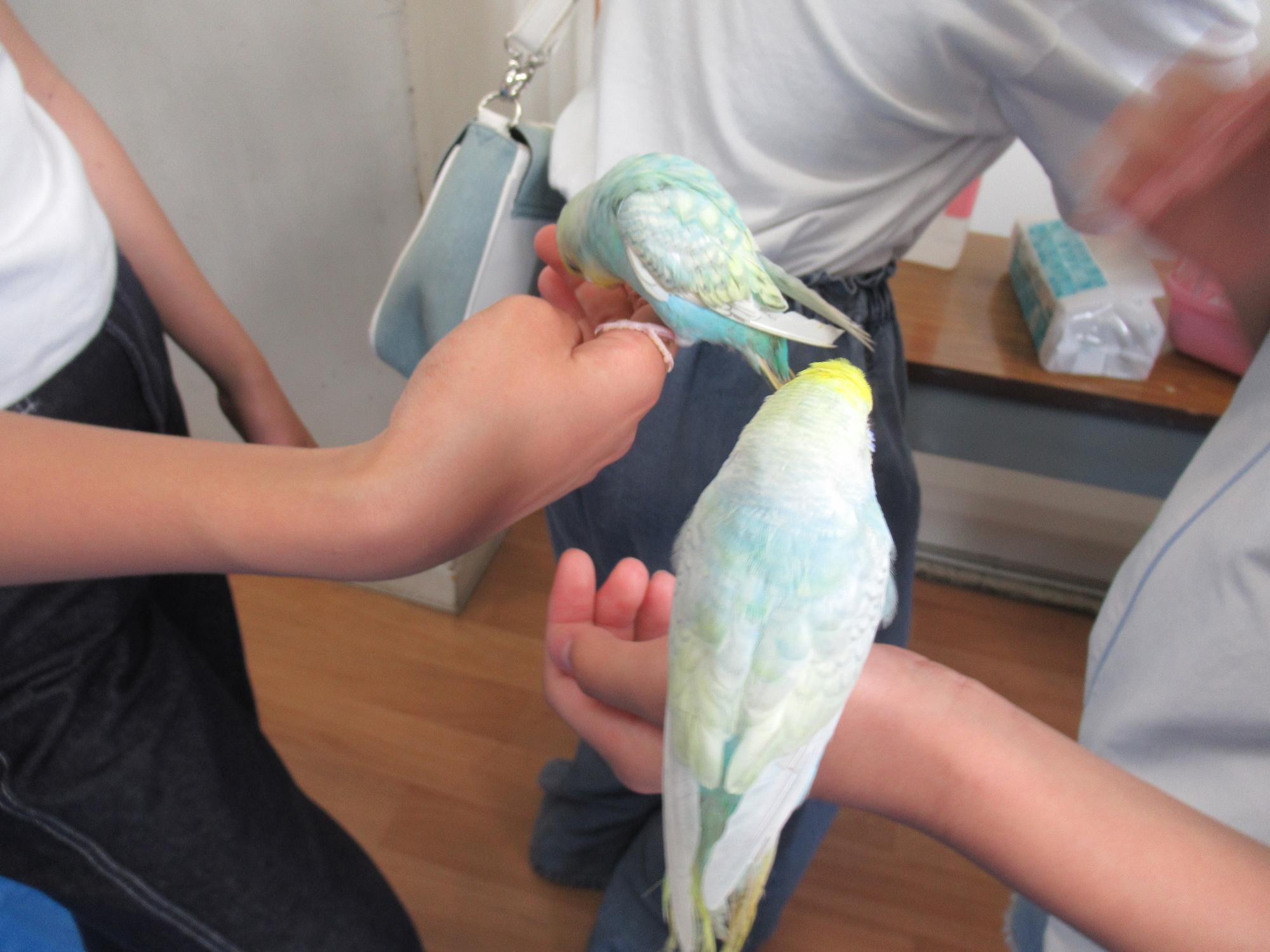 子ども達がインコを手に乗せている写真