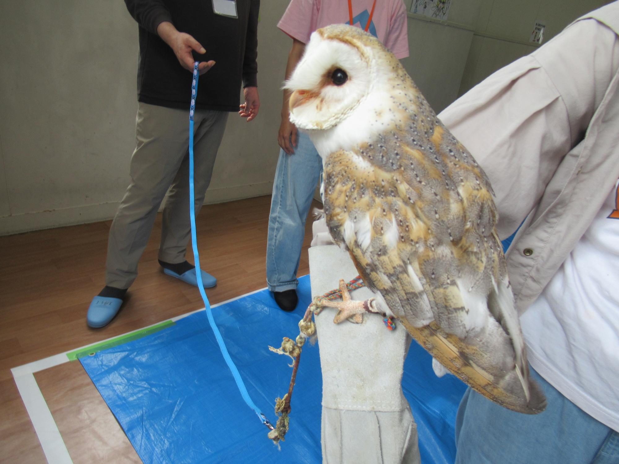 参加者がフクロウを方に乗せている写真
