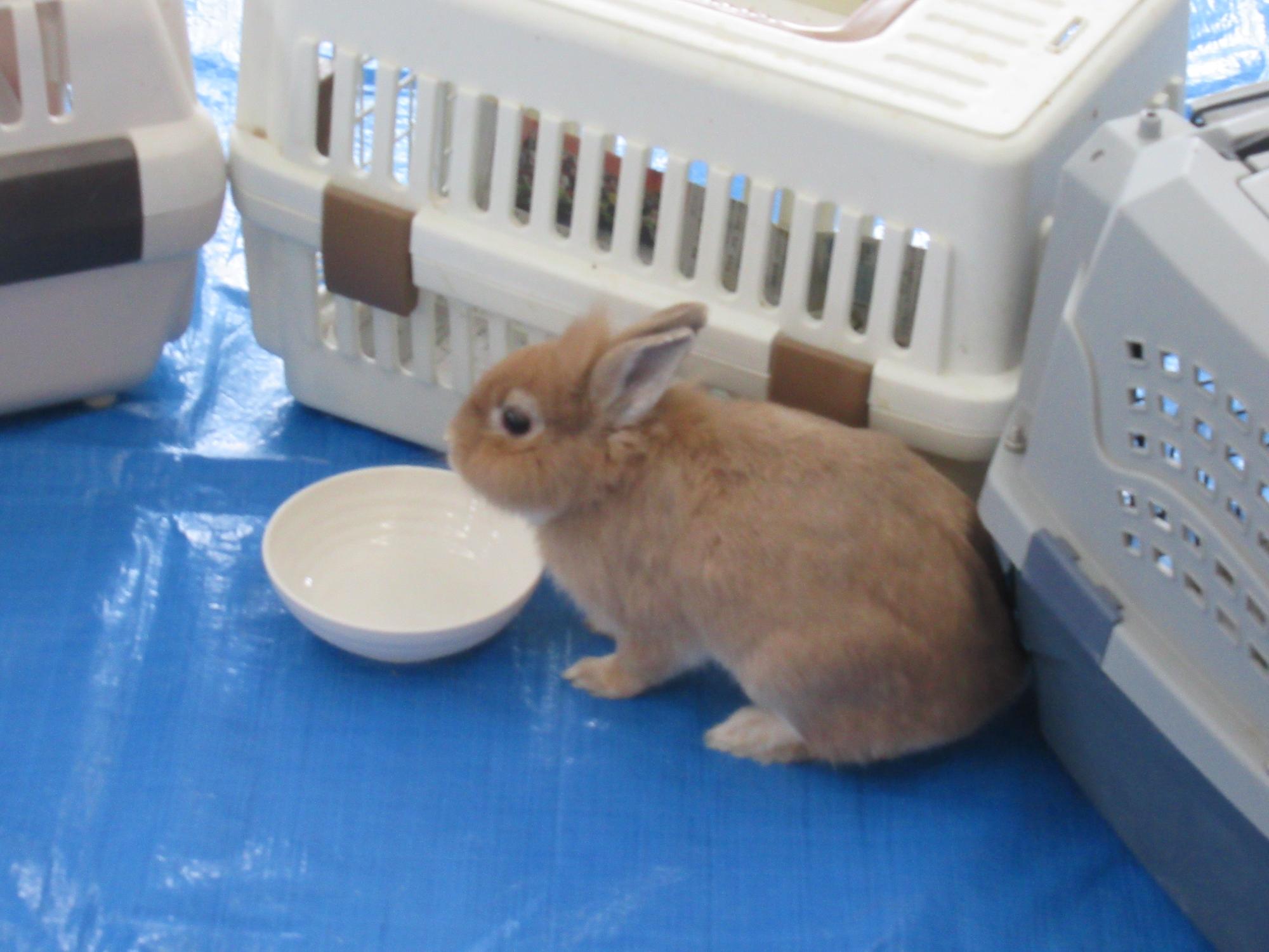 ゲージの中のうさぎの写真