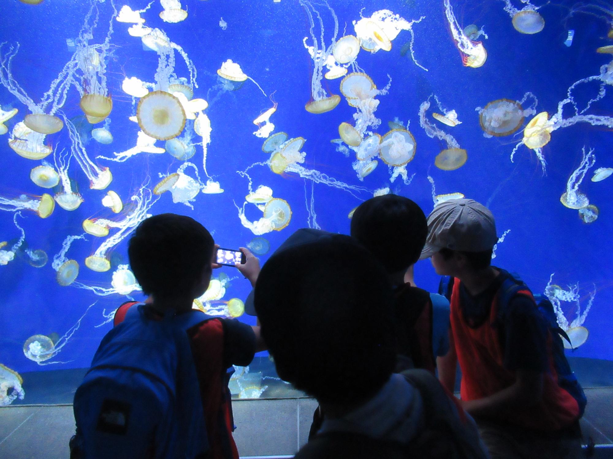 水族館の水槽のクラゲの様子を見ている子ども達の写真