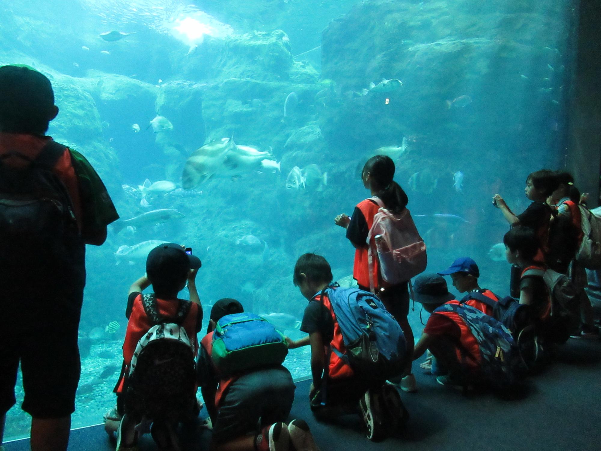大きな水槽の魚を見ている子ども達の写真