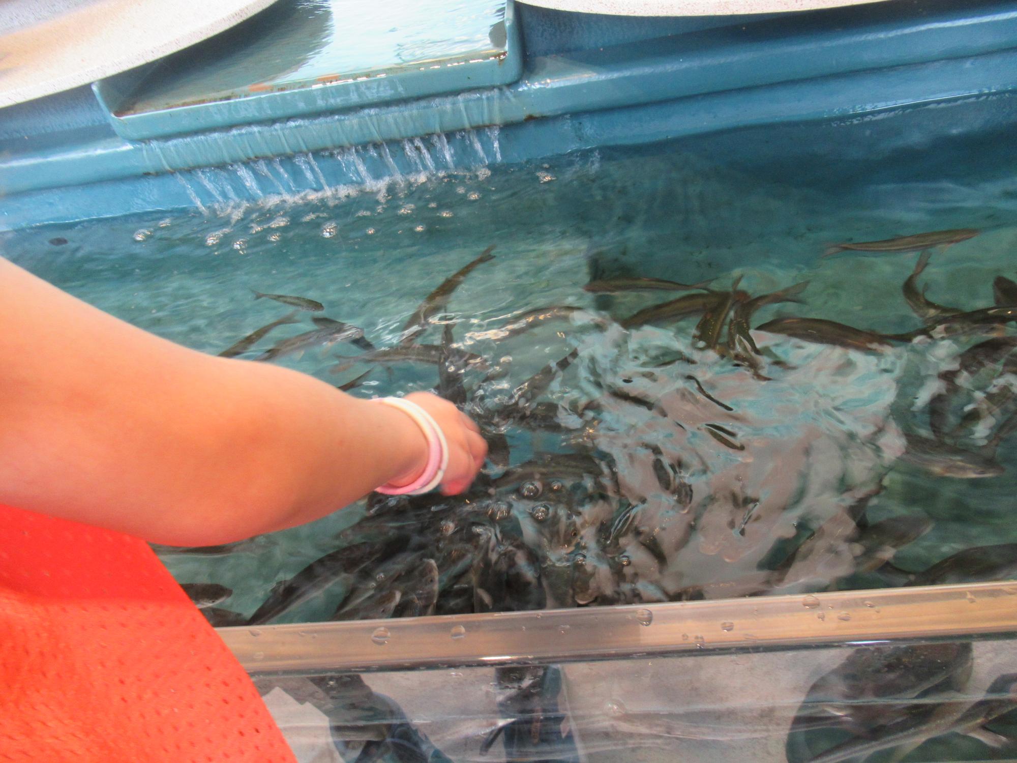 ふれあいコーナーで魚を触っている様子の写真