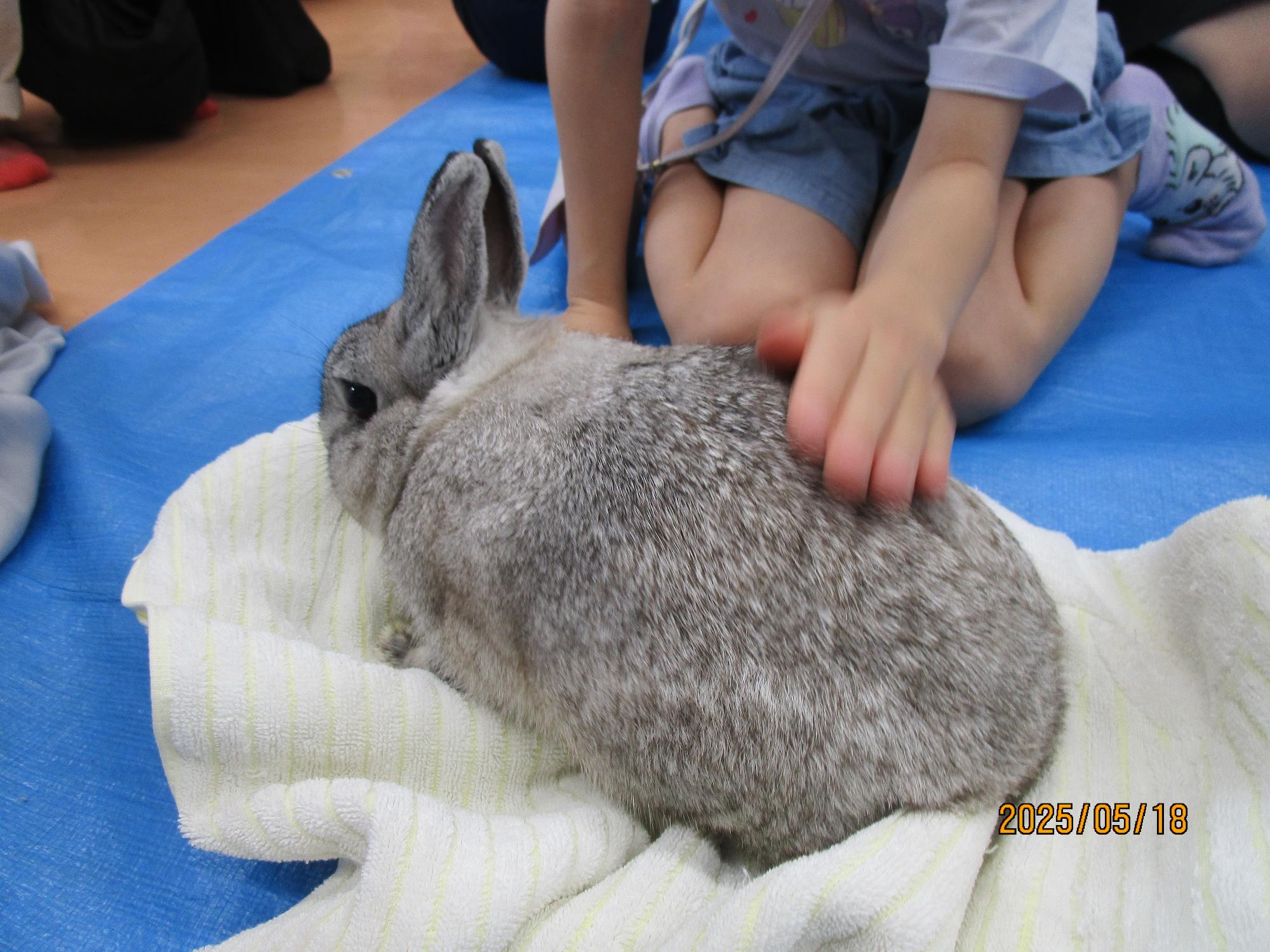 ウサギを撫でている写真
