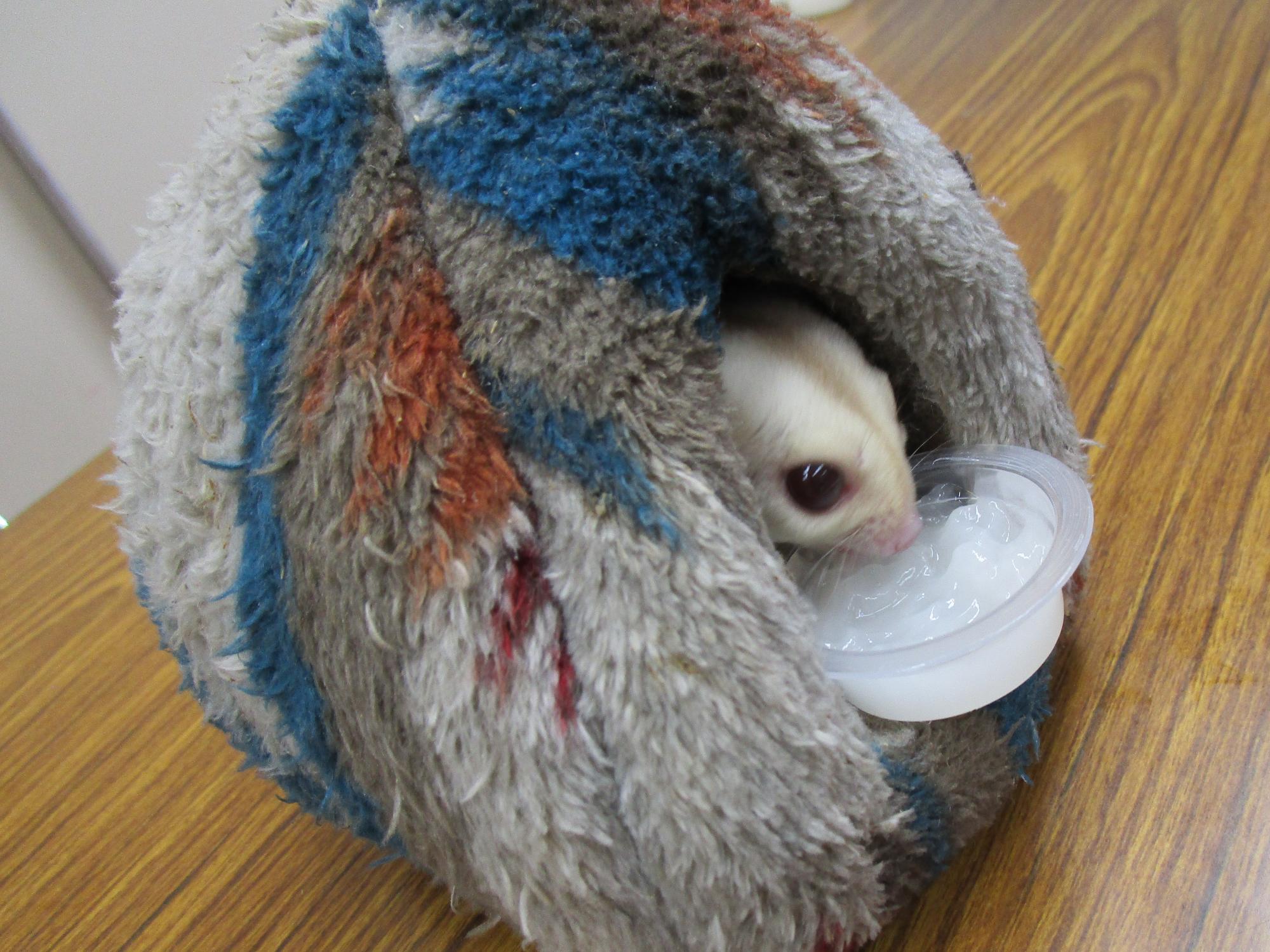 モモンガがエサを食べている写真