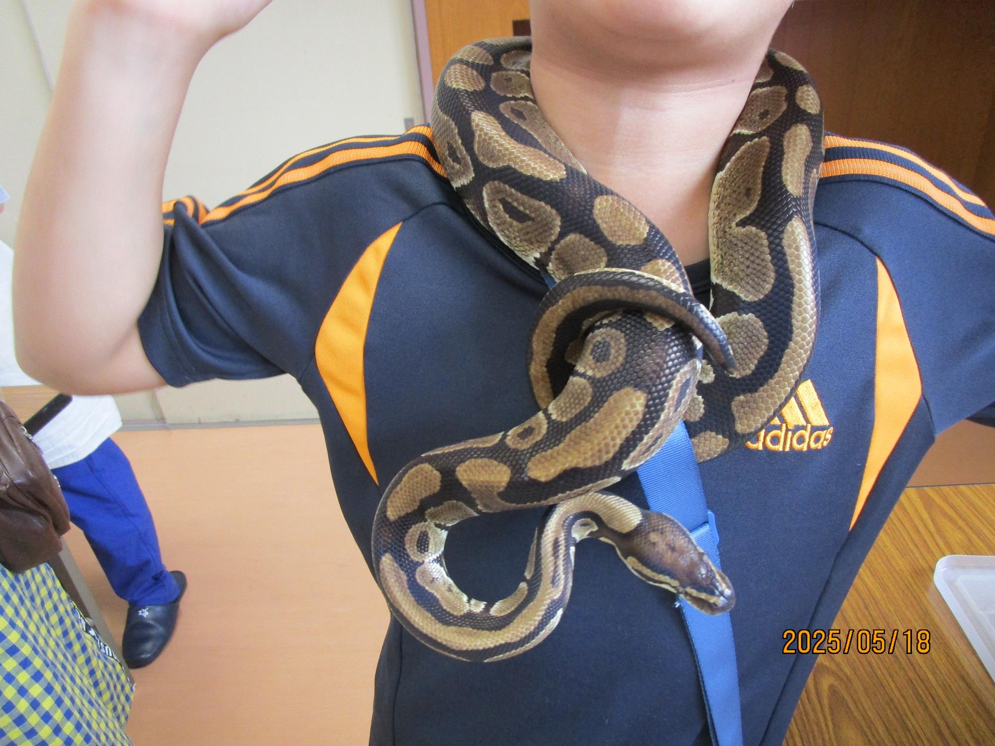 ヘビを首に巻いている写真
