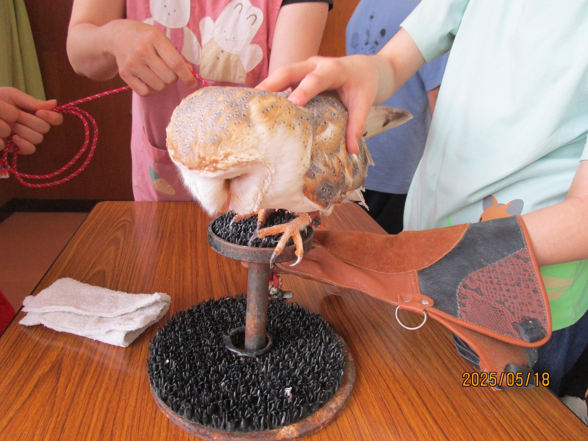 メンフクロウを撫でてている写真