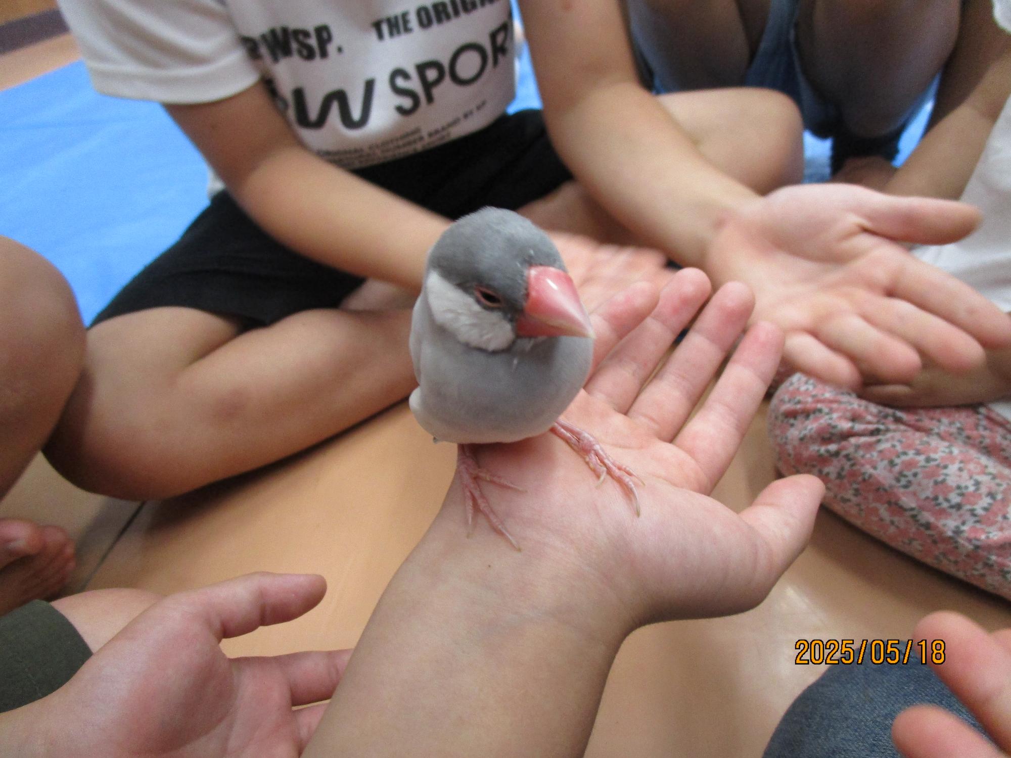 文鳥を手にのせている写真