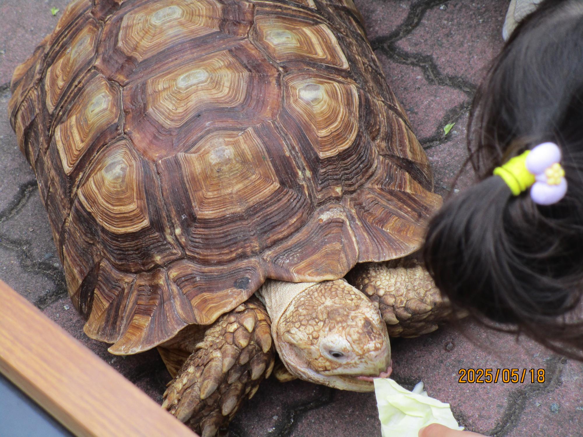 カメにエサをあげている写真