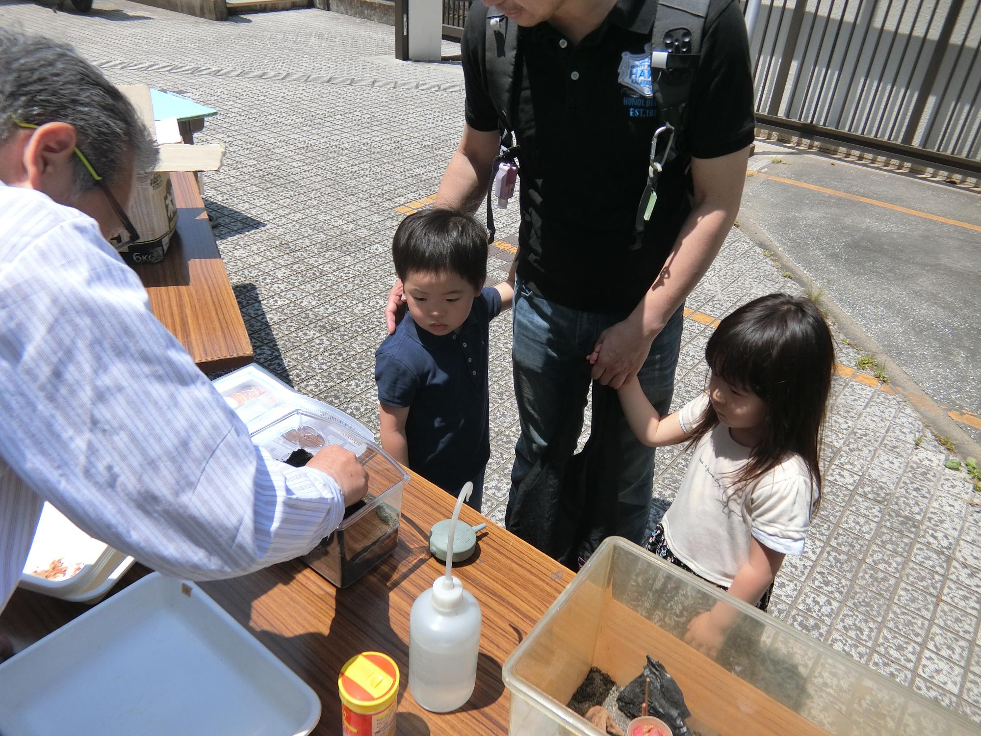 幼児が鈴虫の幼虫を見ている様子