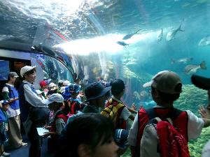 大きな水槽の前で魚を見ている