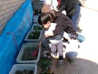 お花を植えているところ