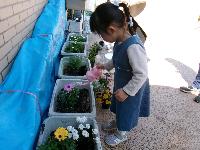 植た花に水をあげている写真