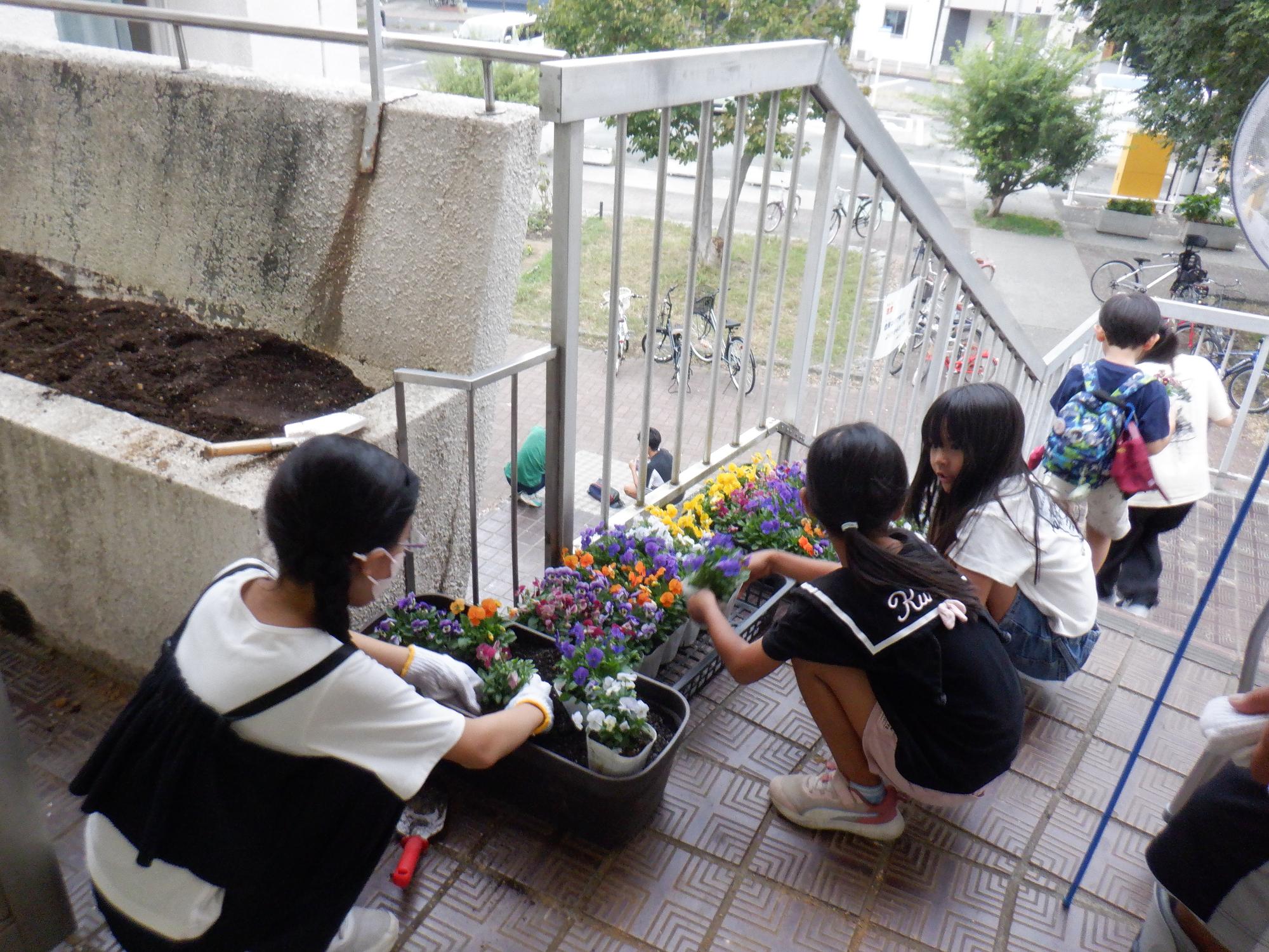 小学生児童がこ文の花壇にビオラの花を植えている様子の写真