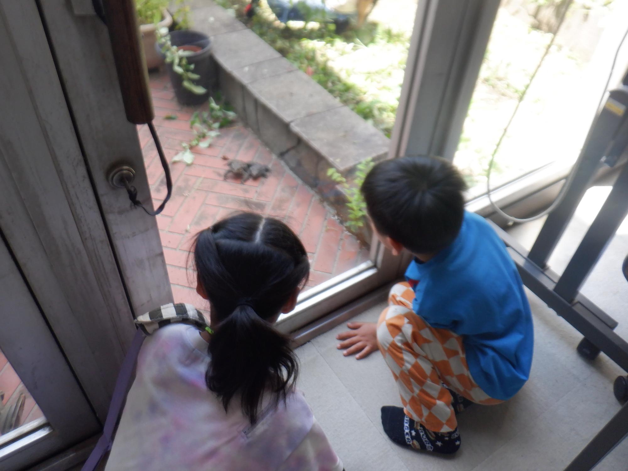 畑にいたカエルをみている子どもたち