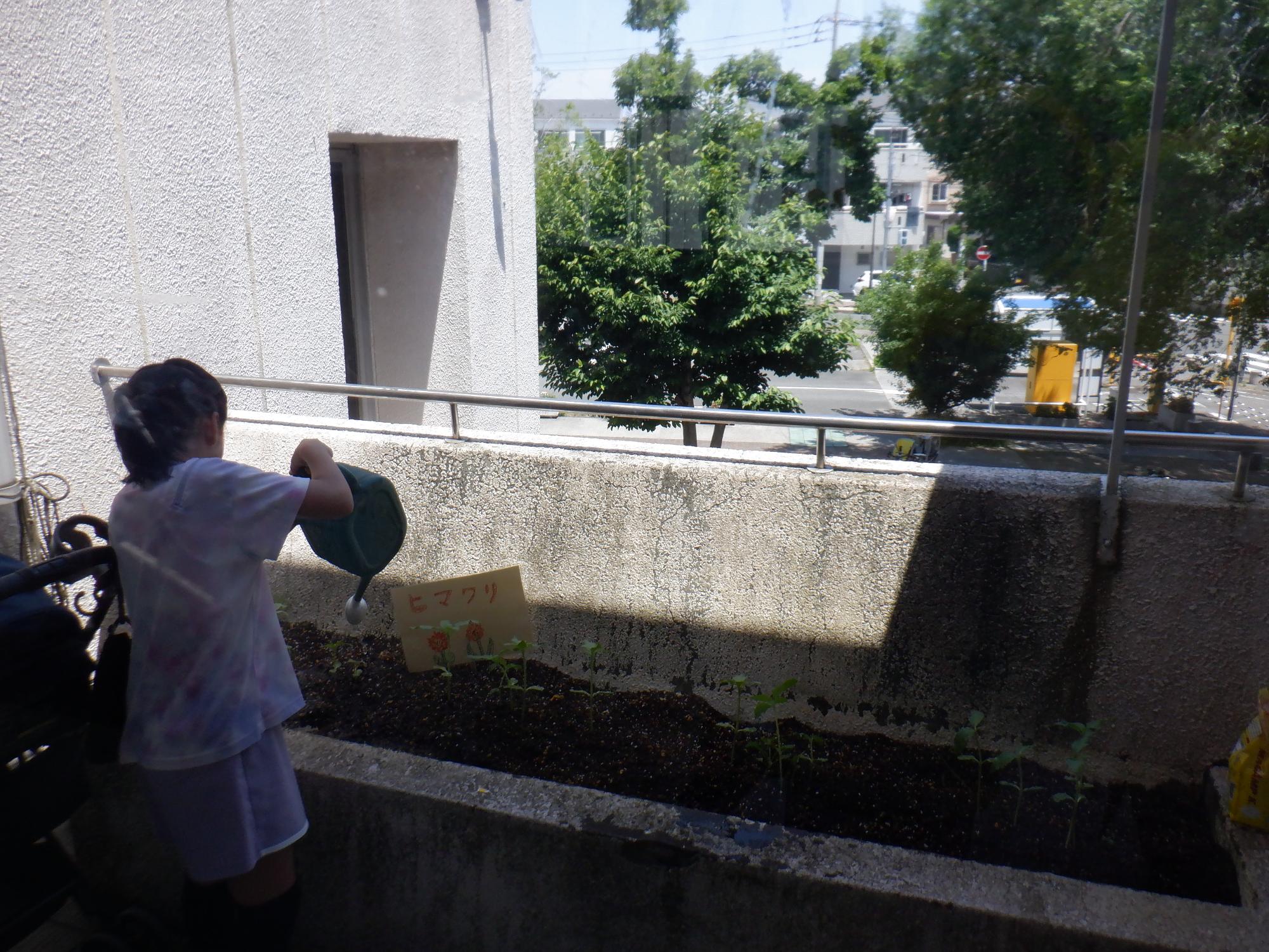 だいしファームメンバーが水やりをしている様子