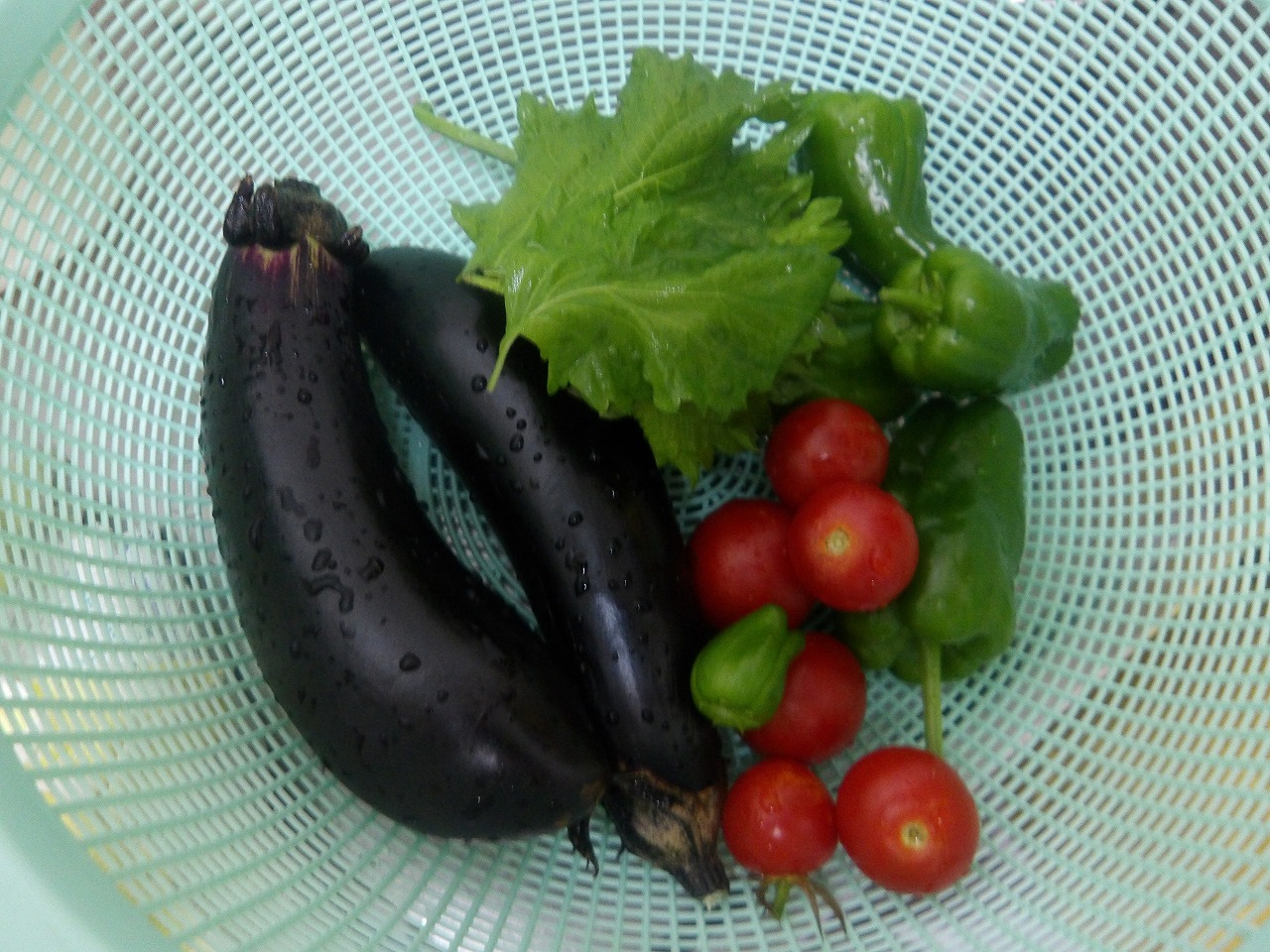収穫した野菜の写真