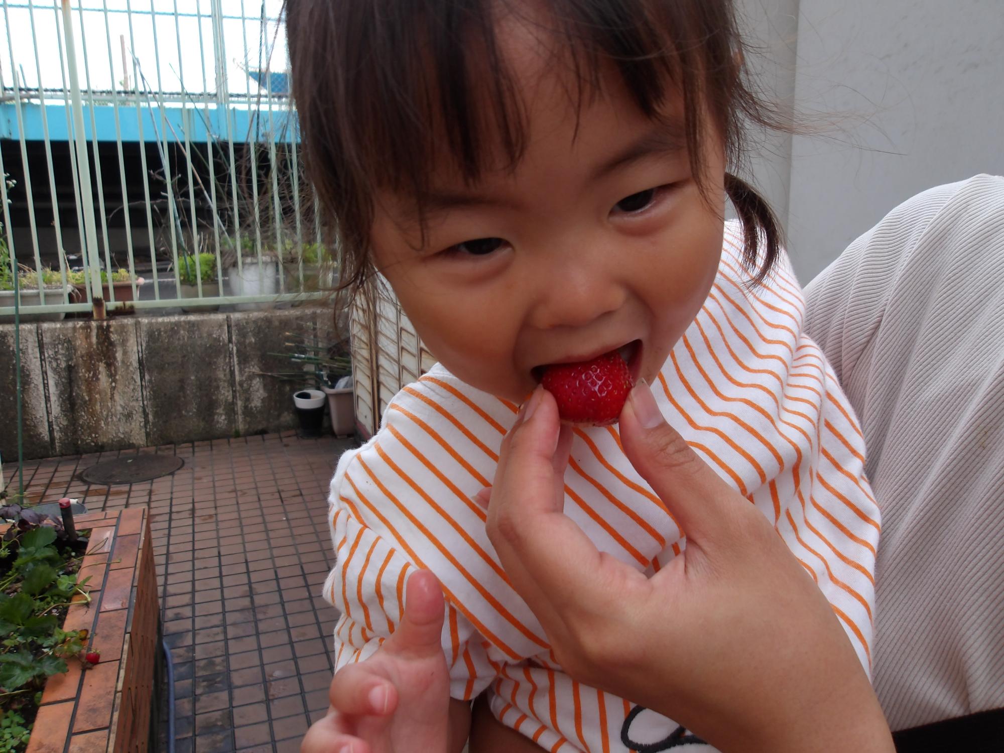 収穫したイチゴを食べている様子