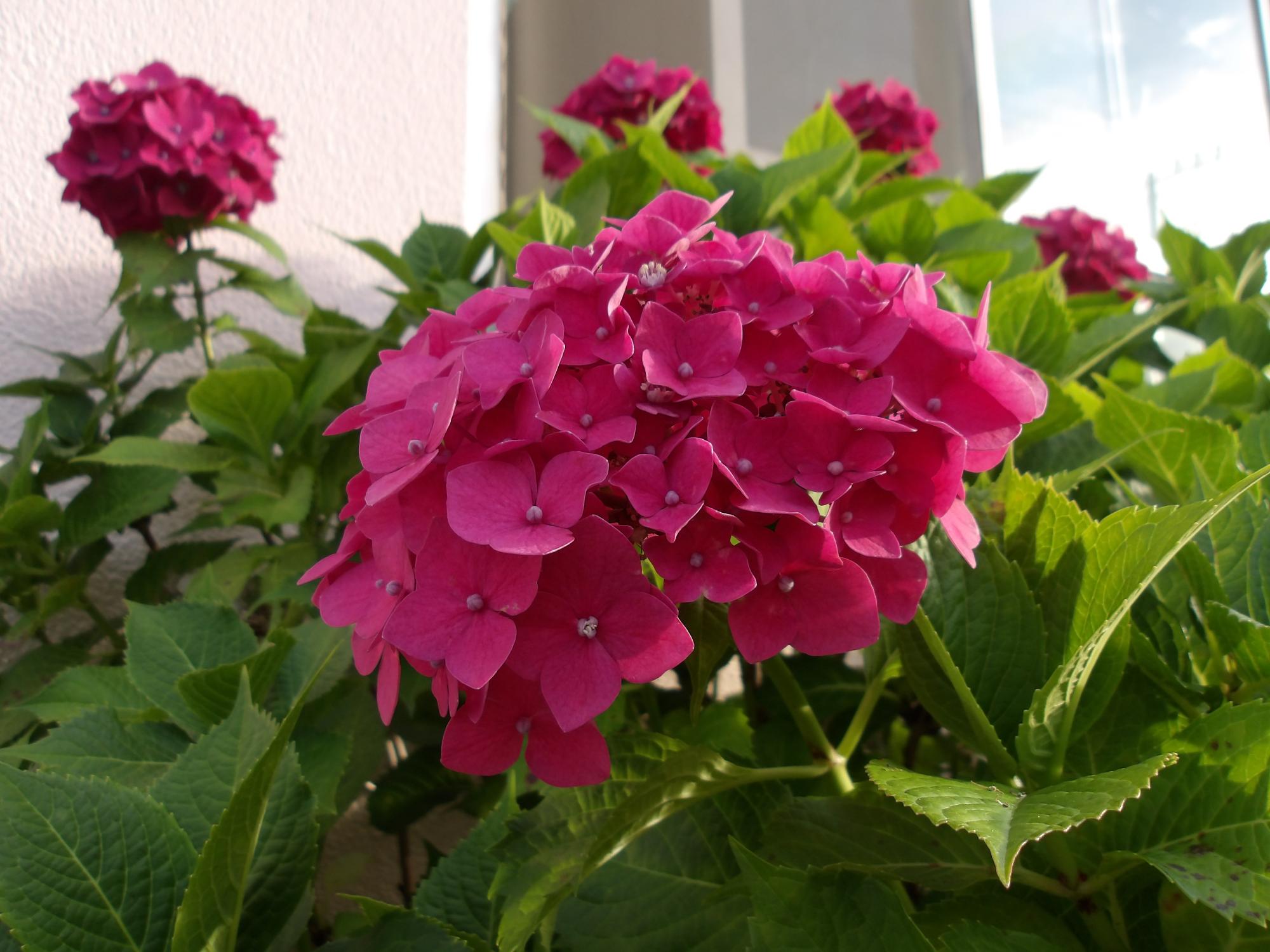 赤紫の紫陽花写真