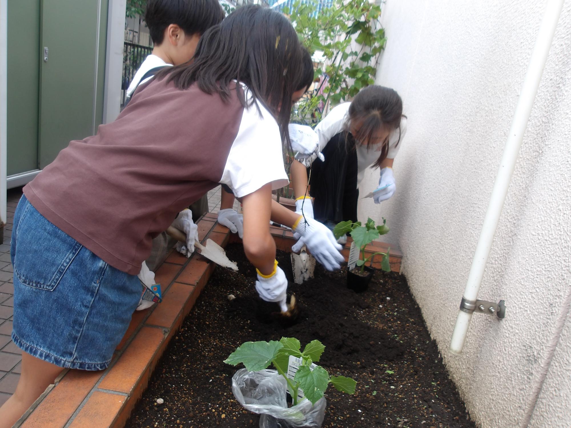 野菜を植えている写真
