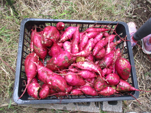 さつまいもほりで収穫したさつまいもの写真