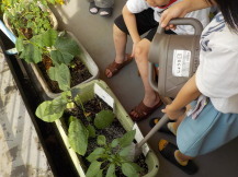 プランターに入った野菜の苗に灰色のじょうろで水を撒く女の子の写真