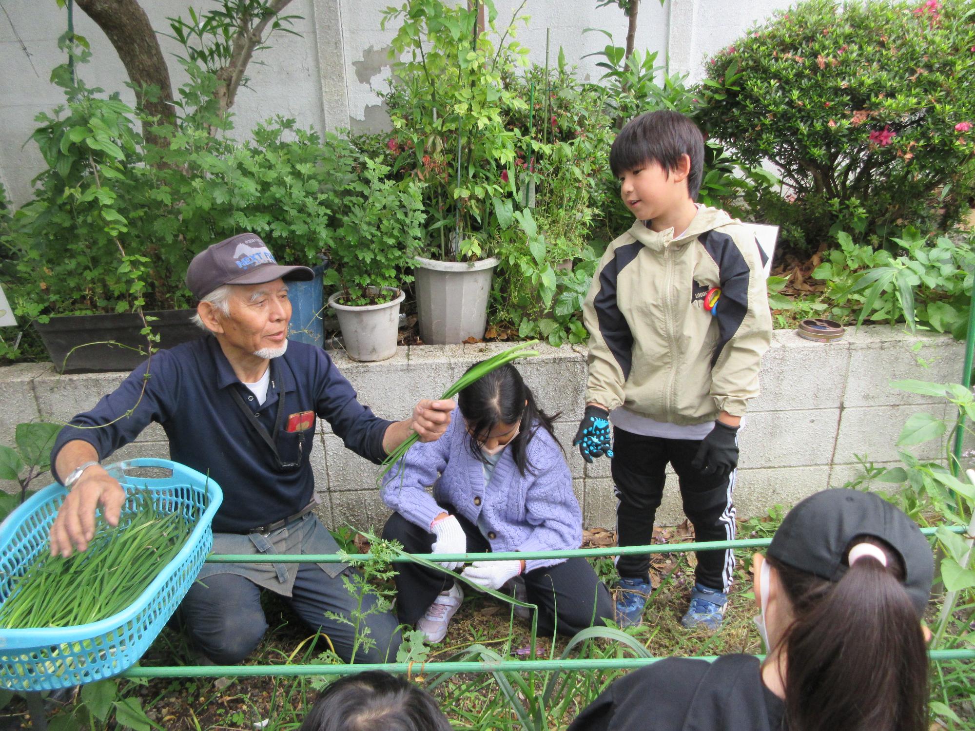 ニラを収穫する講師と子どもの様子の写真