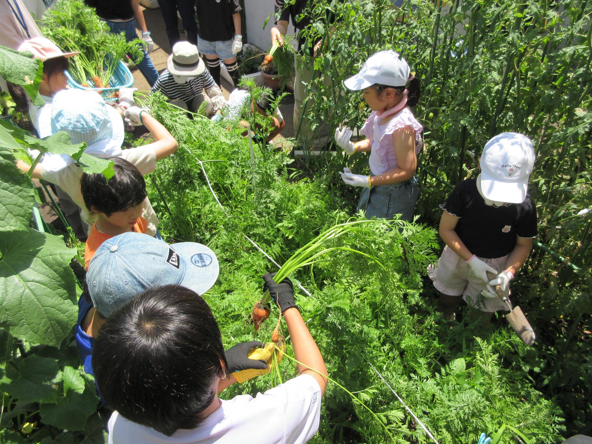 人参を収穫する小学生の様子