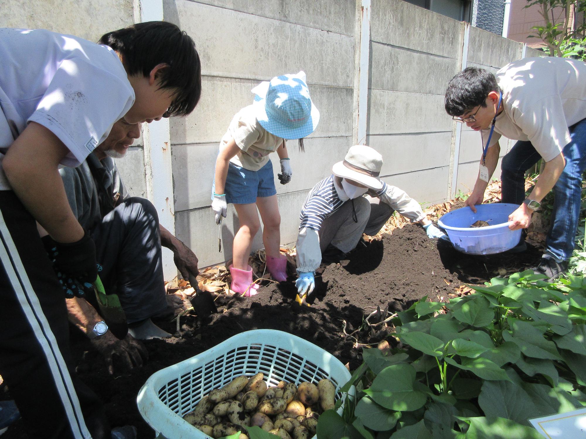 ジャガイモを収穫する小学生と講師の様子