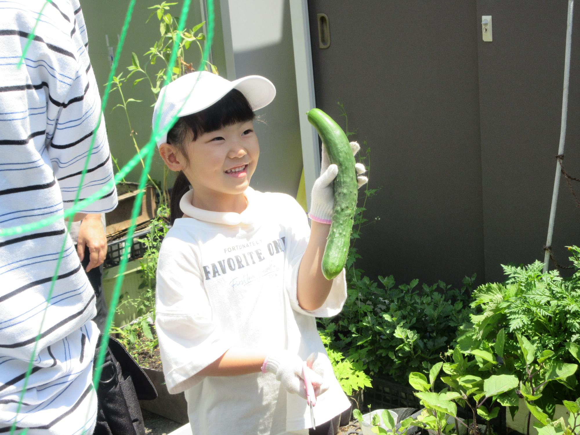 きゅうりを収穫する小学生の様子