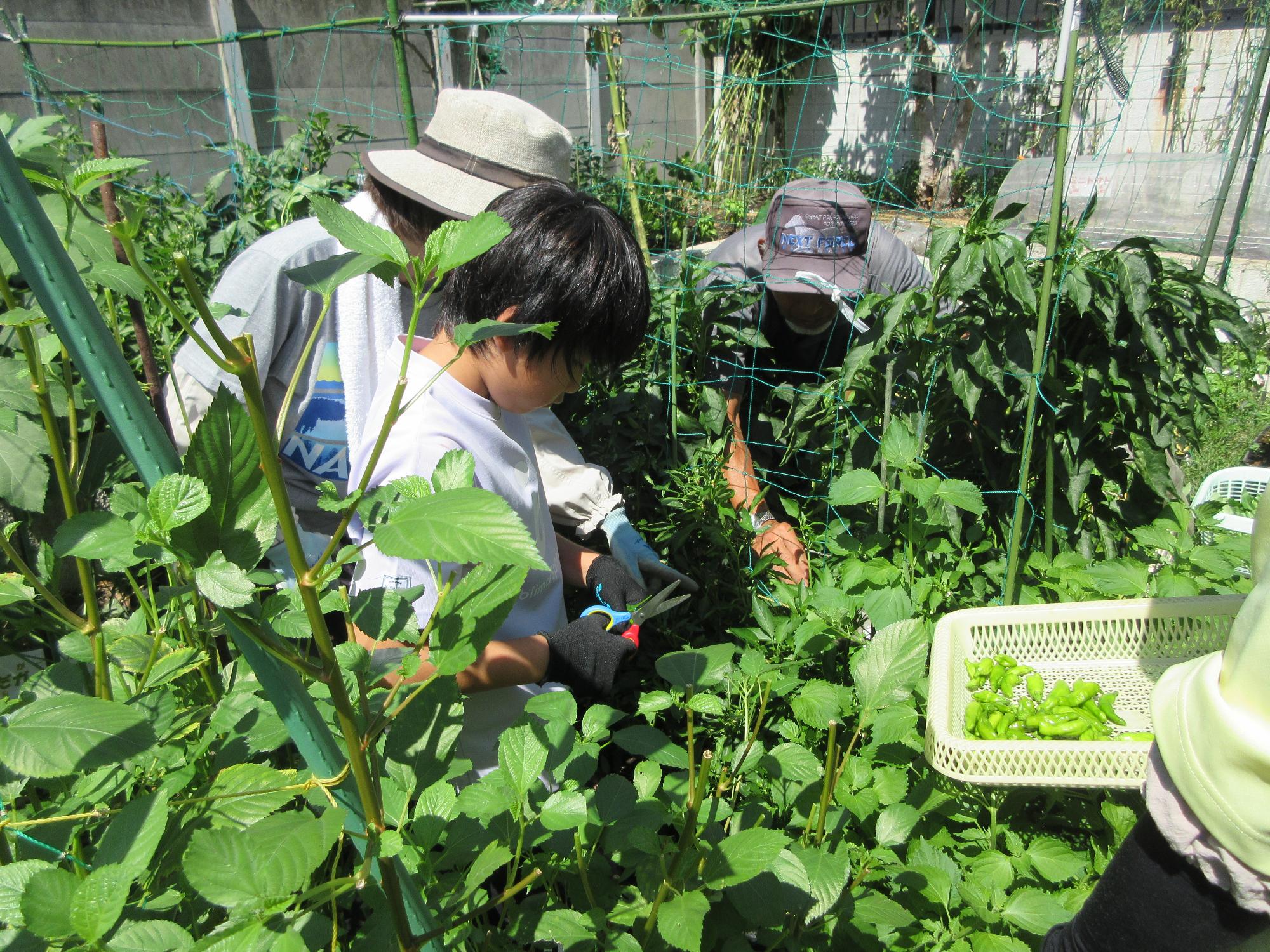 児童がシシトウをしている様子