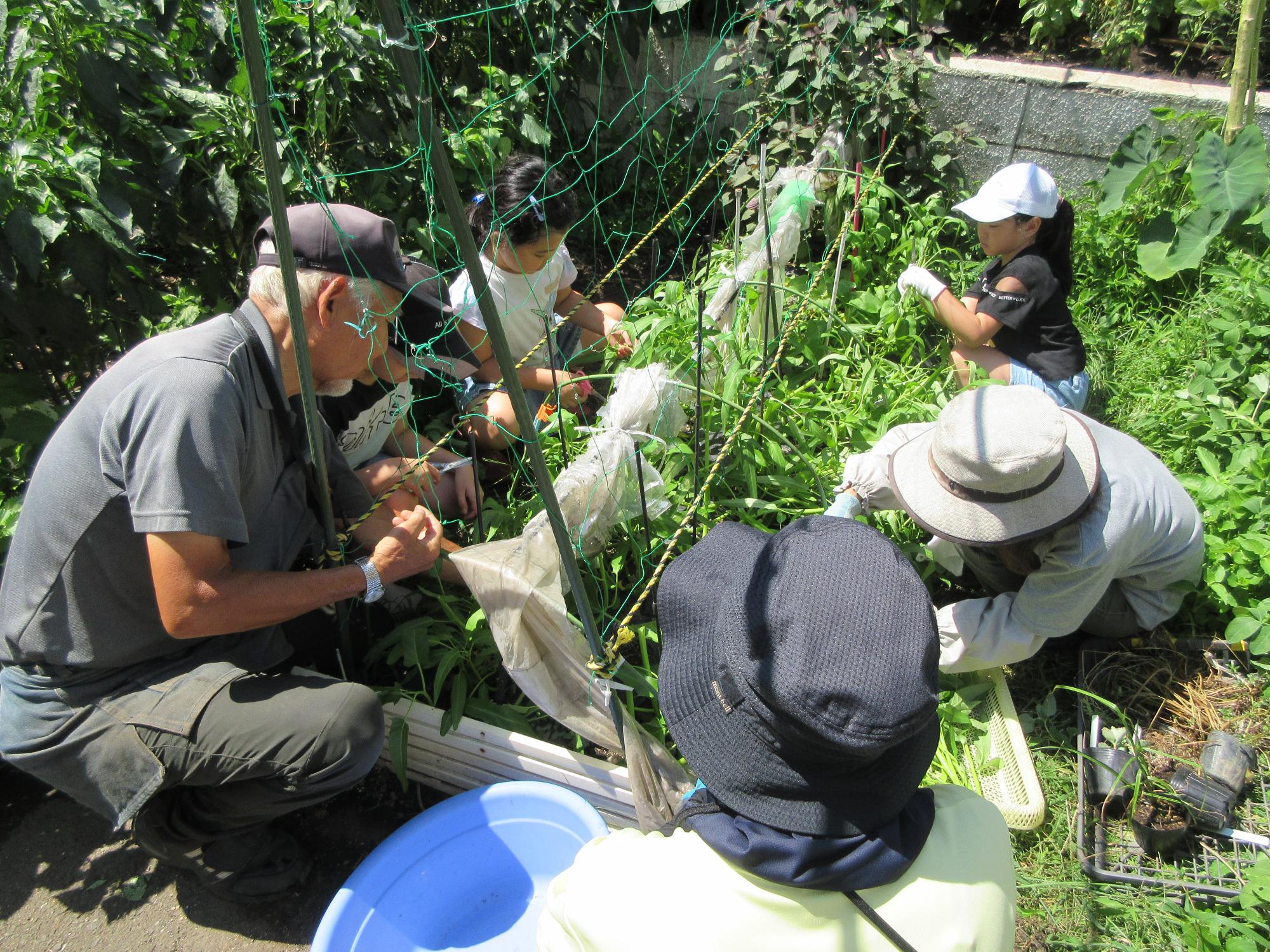 児童たちがクウシンサイを収穫している様子