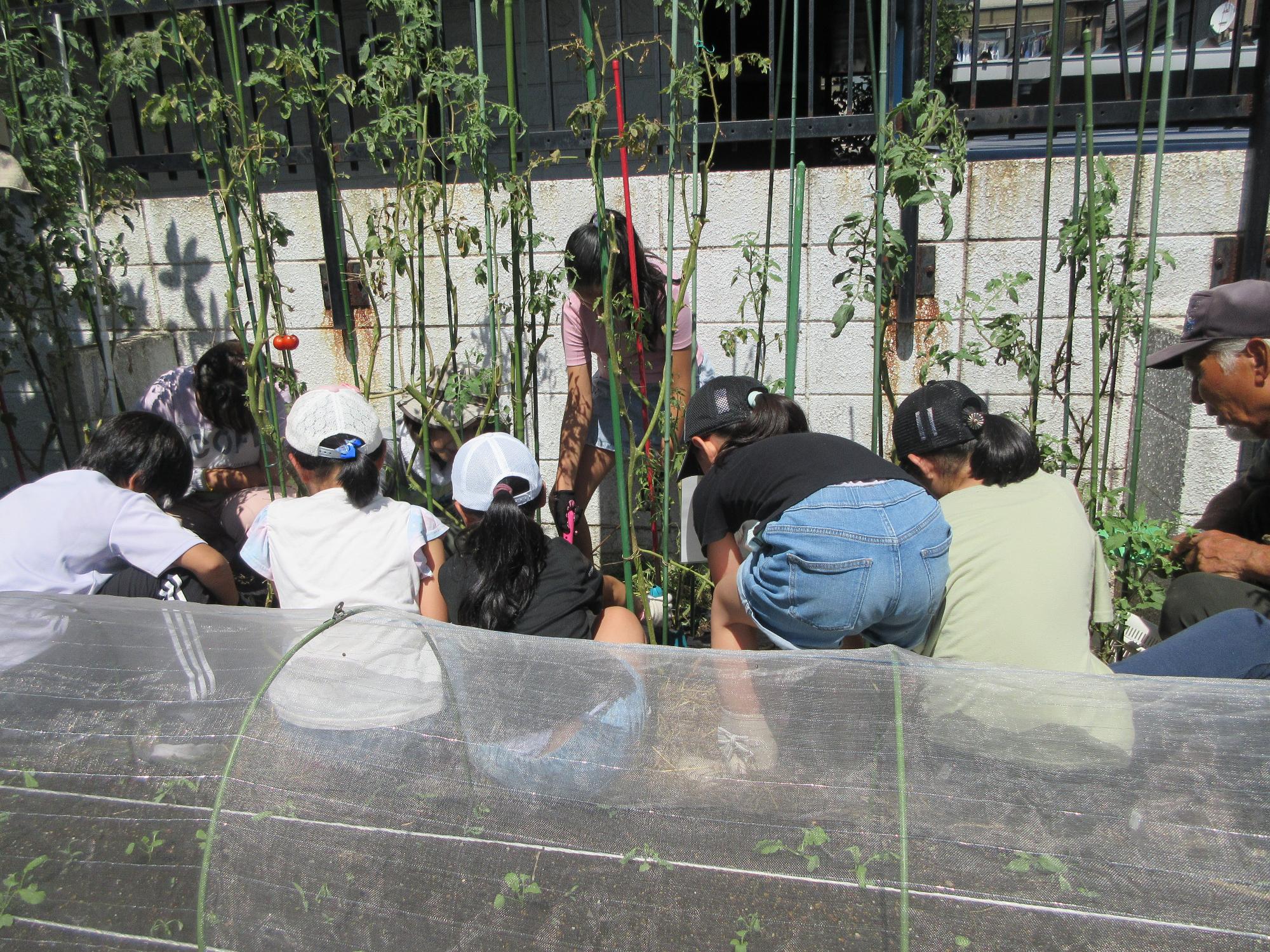 児童たちがジャガイモを植えている様子