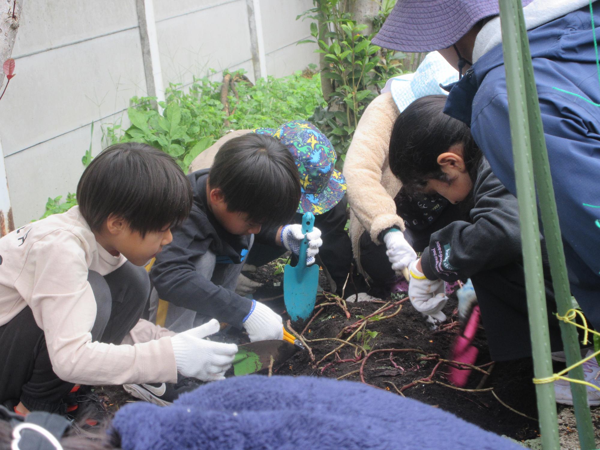 児童たちがさつまいも掘りをしている様子