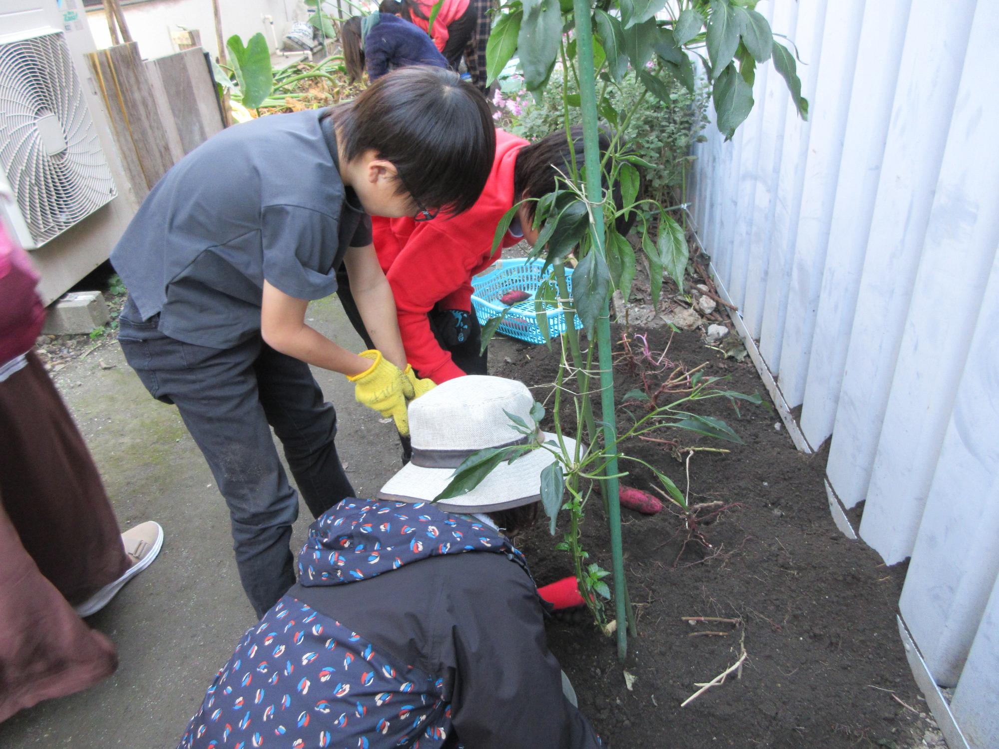 サツマイモ掘りをする児童と補助をするボランティアの写真