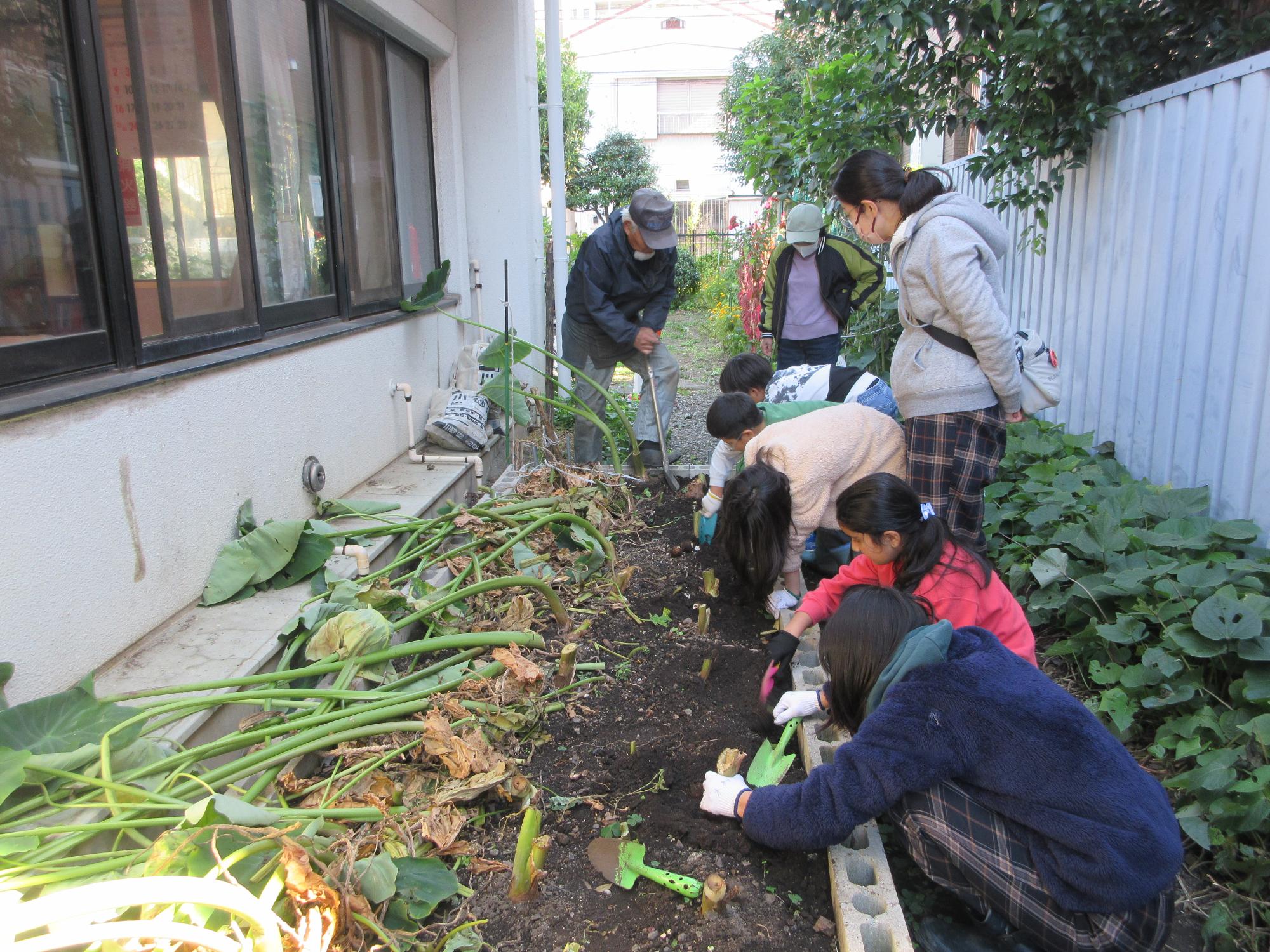 サトイモを収穫する参加者の様子