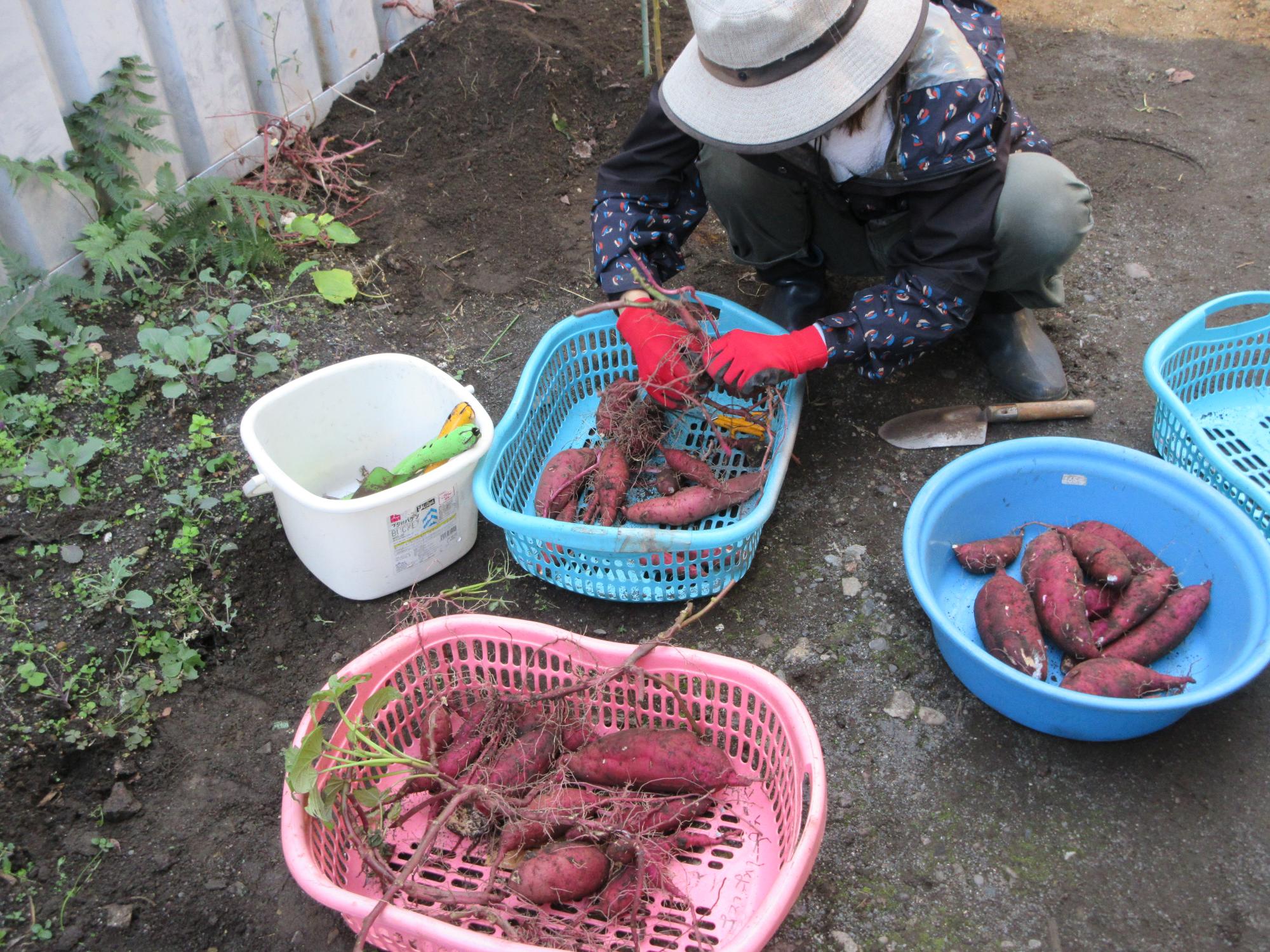 収穫したサツマイモの写真