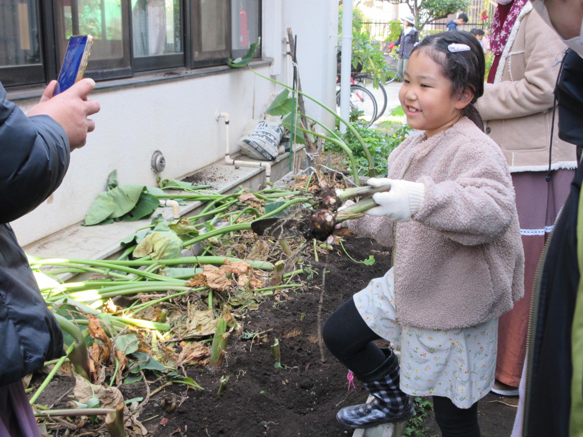 収穫したサトイモを持つ児童の写真