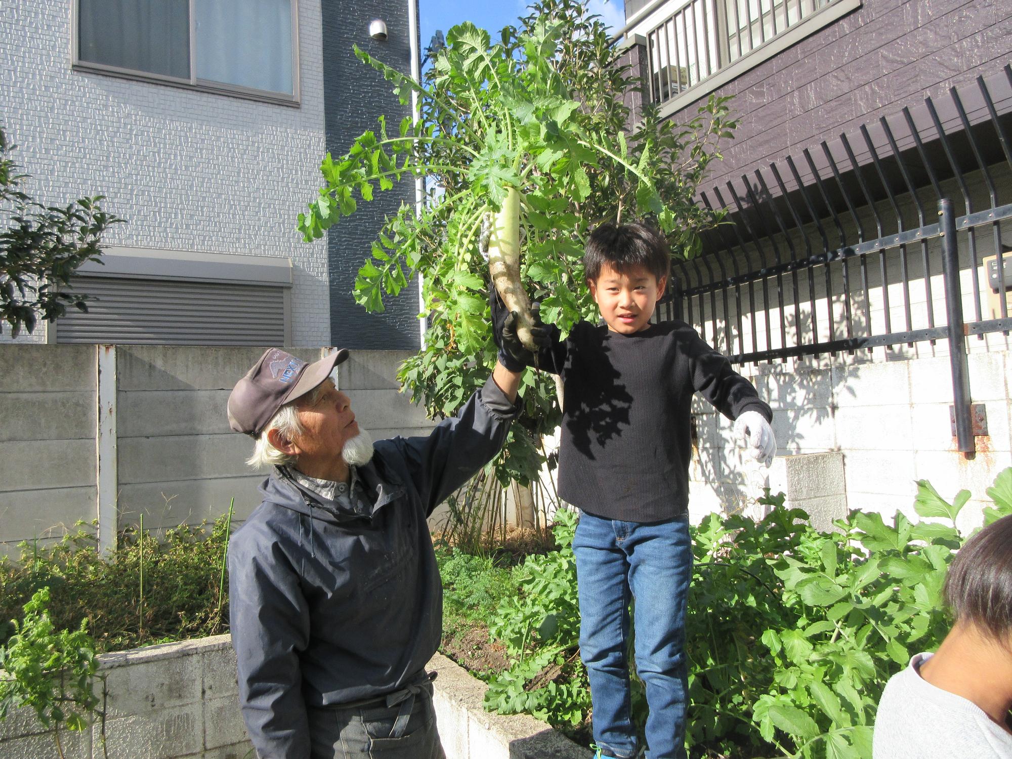 大根を収穫している様子