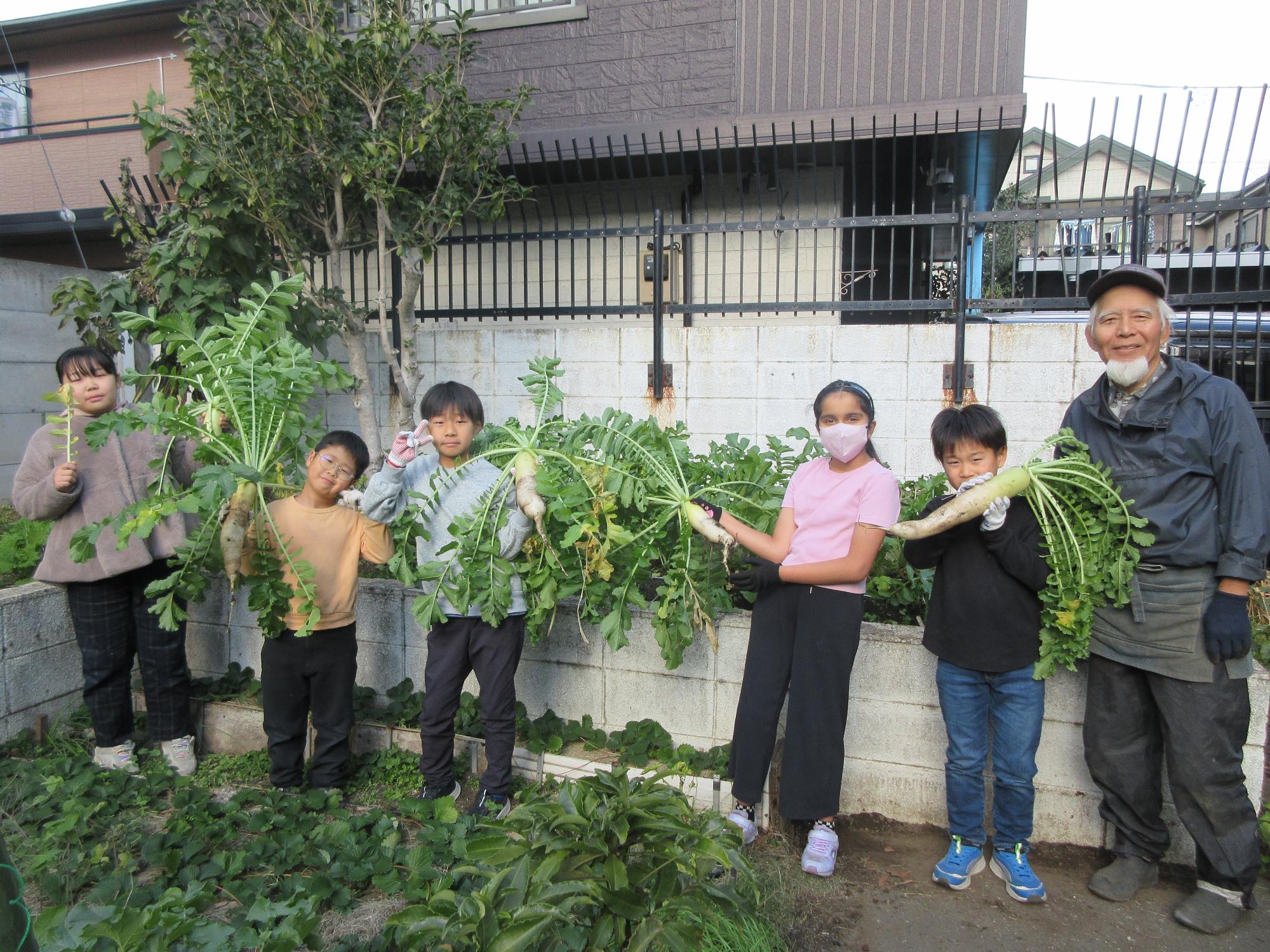 大根を収穫している様子